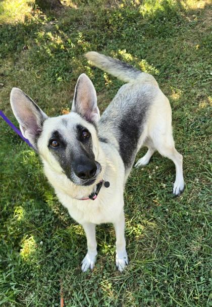 Cleo, a Adoptable mixed breed in Morton Grove, IL image 3/3