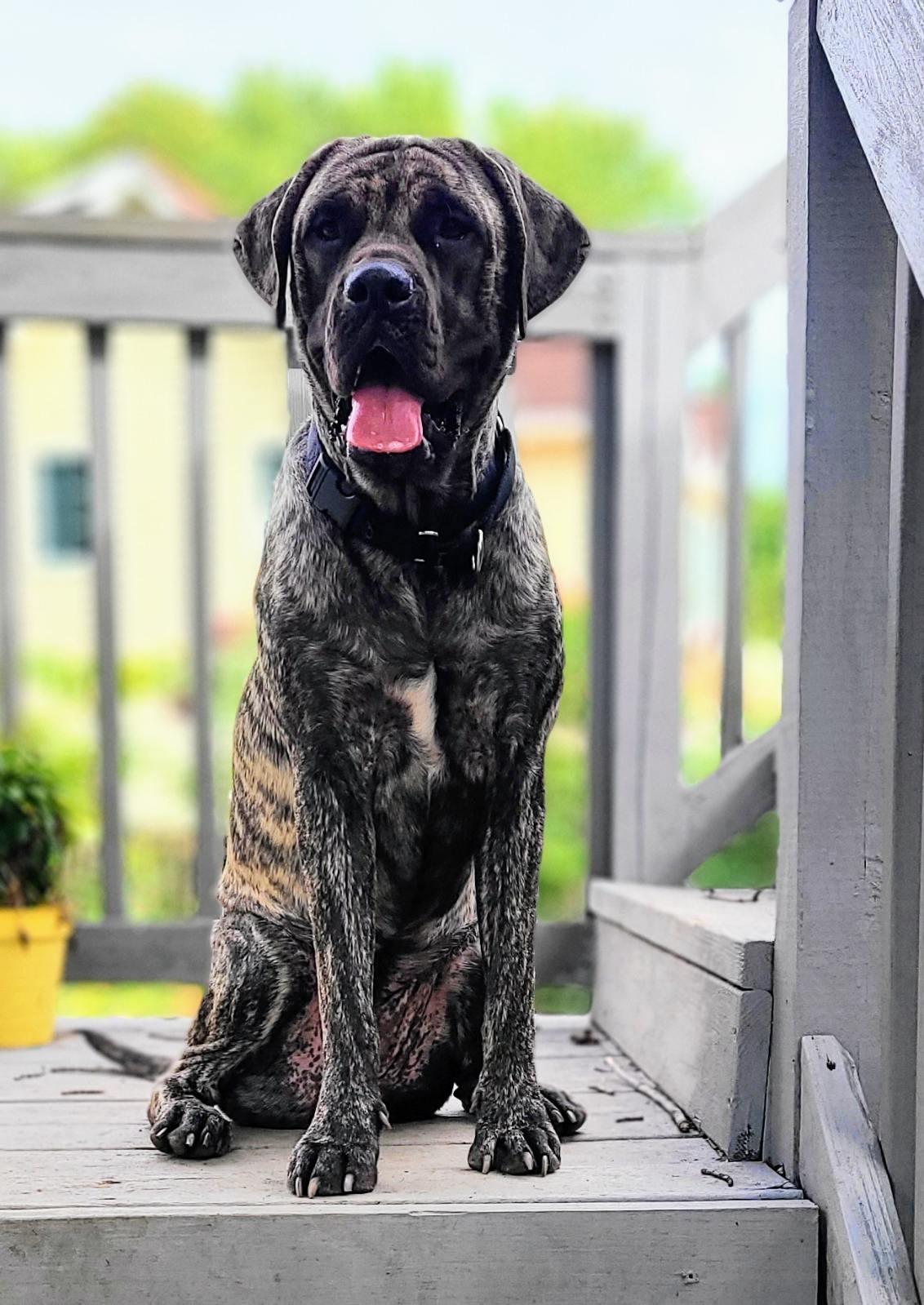 Rayla, Adopted, Young Female Mastiff.