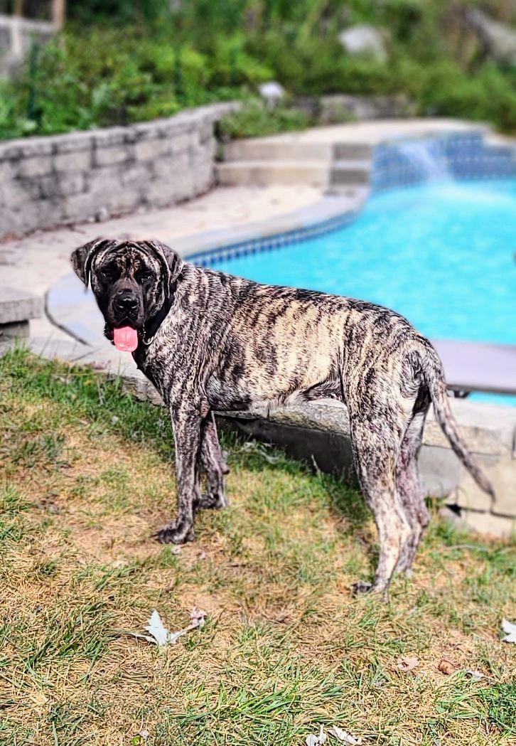 Enlarge Rayla, a Adopted Mastiff in Chambersburg, PA image 3/3
