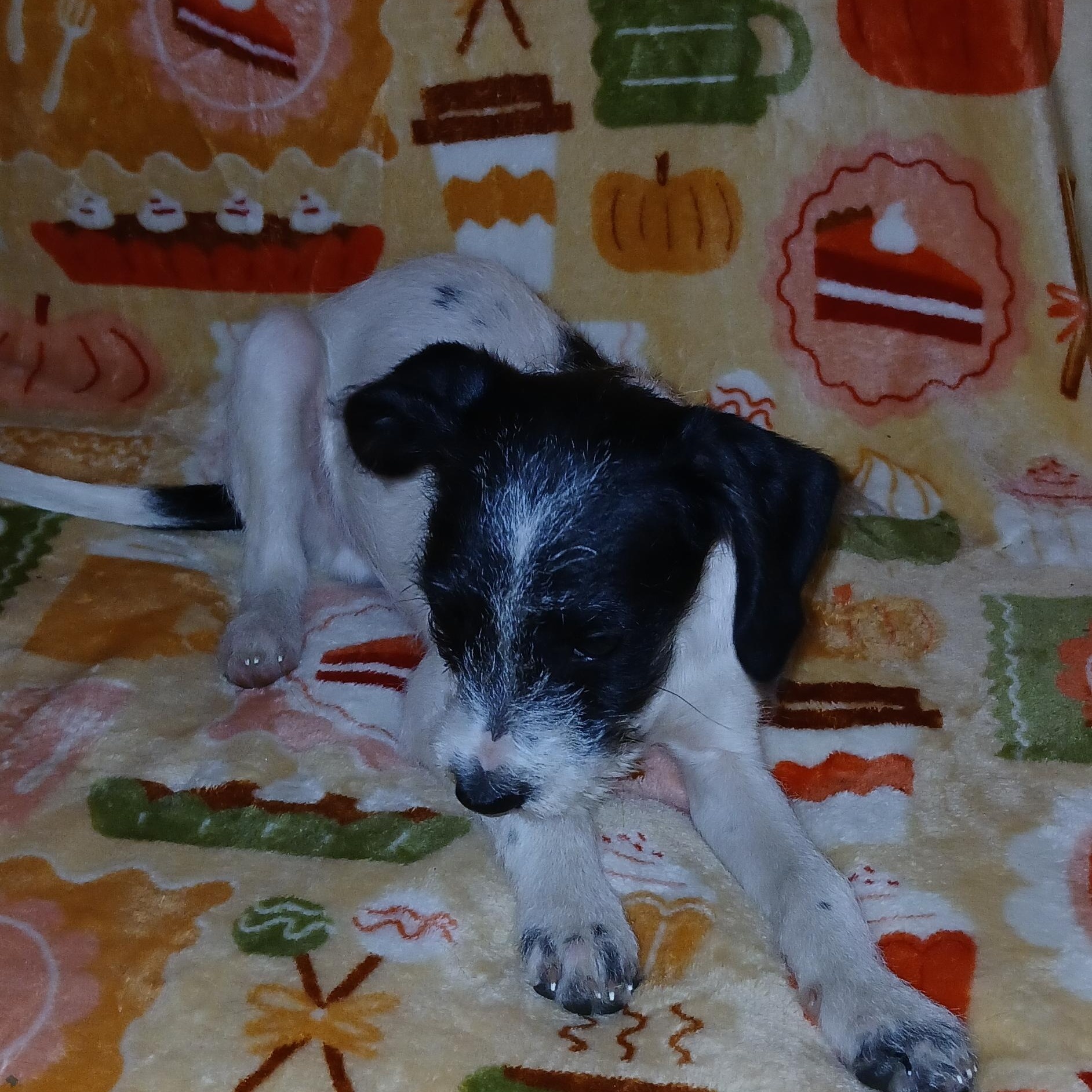 True, a Adoptable Mixed Breed in Kenosha, WI image 2/5