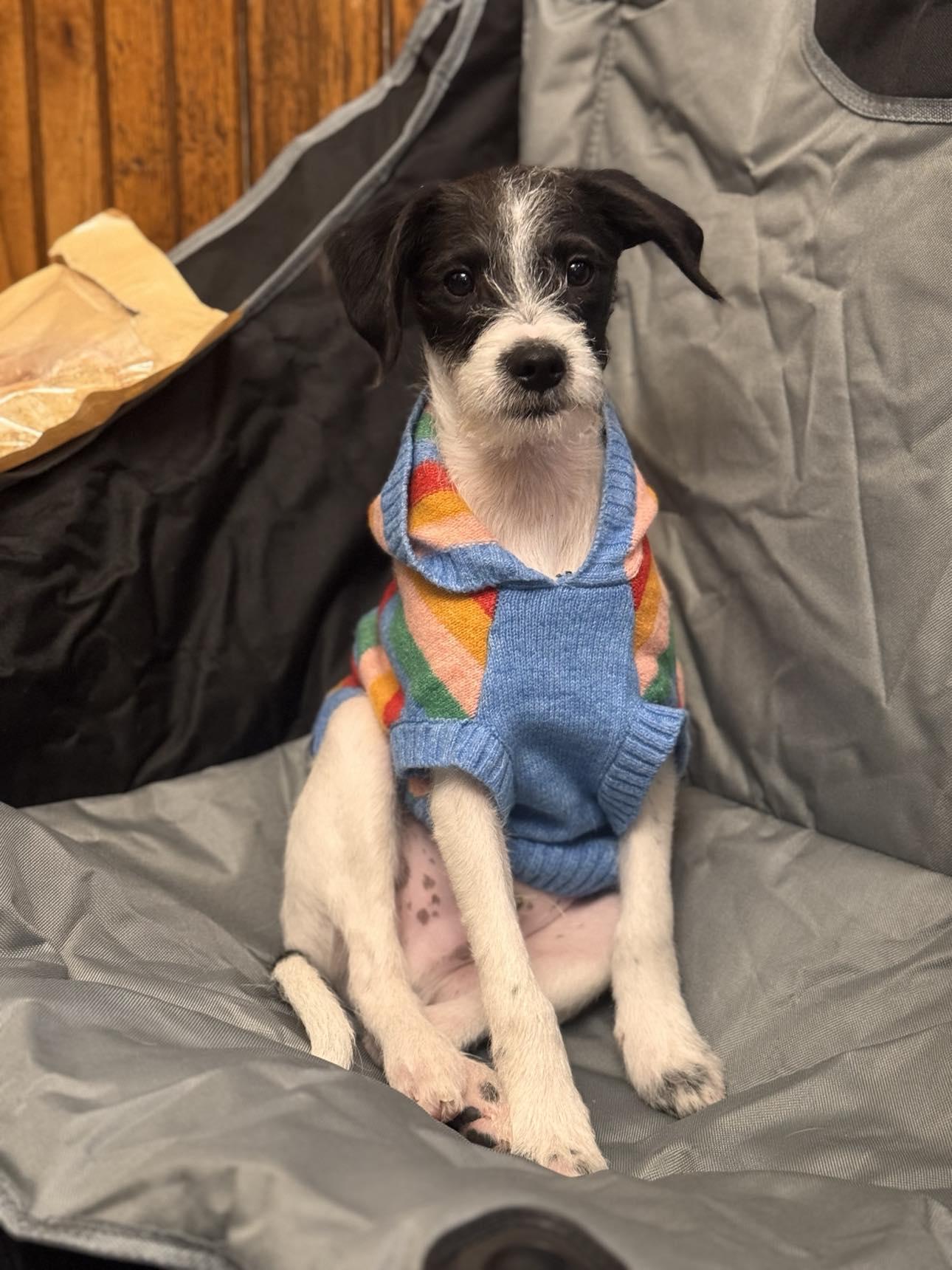 Enlarge True, a Adoptable Mixed Breed in Kenosha, WI image 1/6