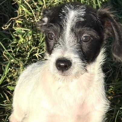 True, a Adoptable Mixed Breed in Kenosha, WI image 1/5