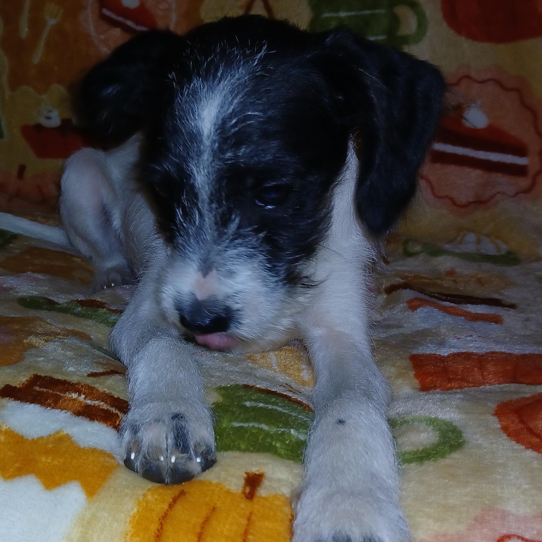 True, a Adoptable Mixed Breed in Kenosha, WI image 3/5