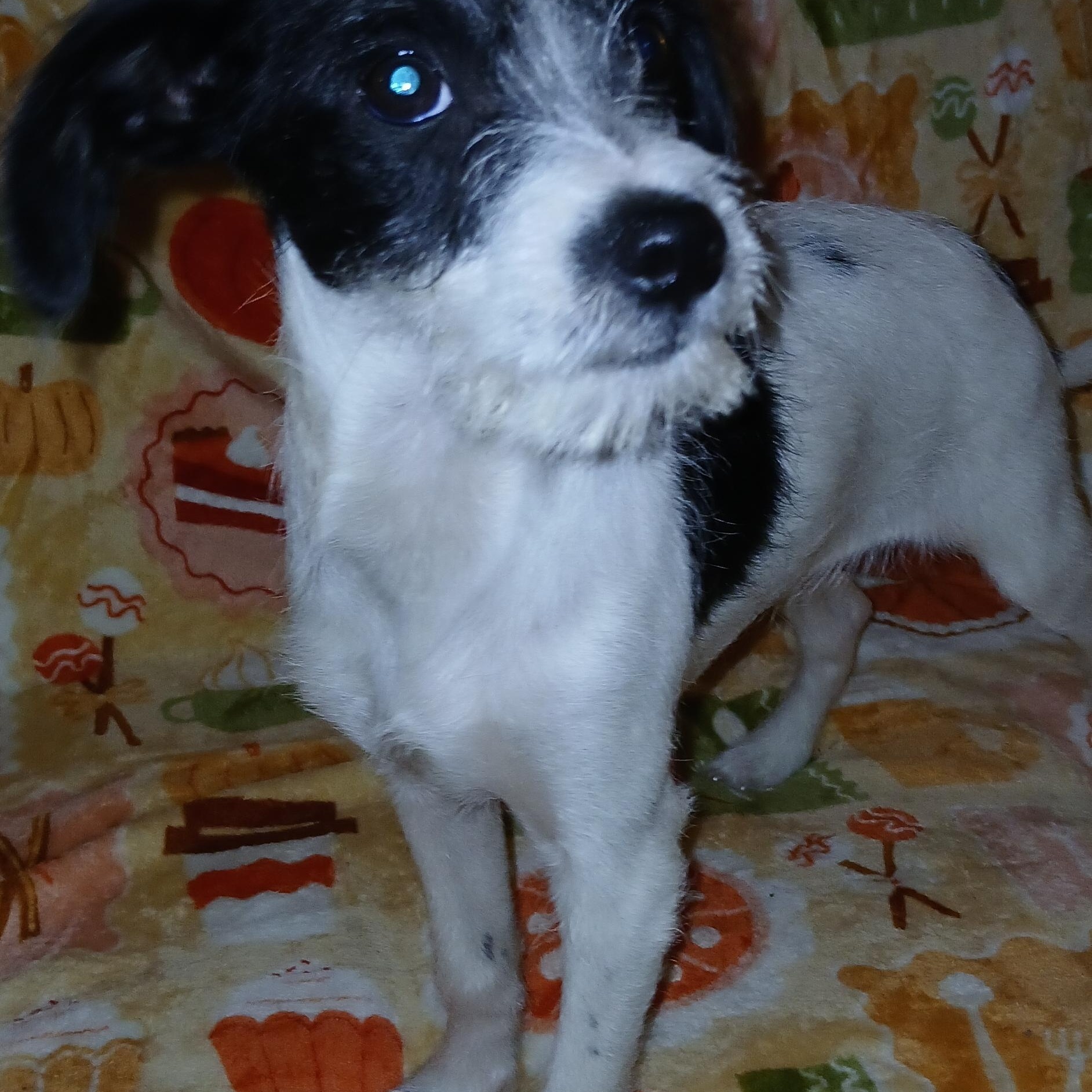 True, a Adoptable Mixed Breed in Kenosha, WI image 4/5