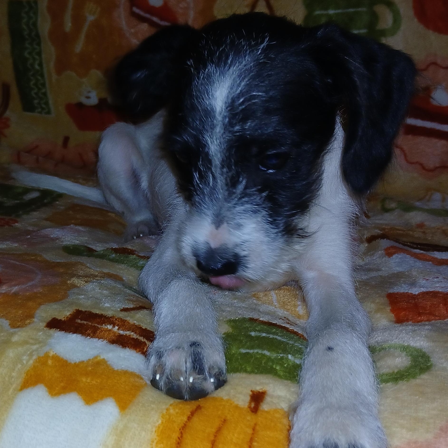 True, a Adoptable Mixed Breed in Kenosha, WI image 5/5