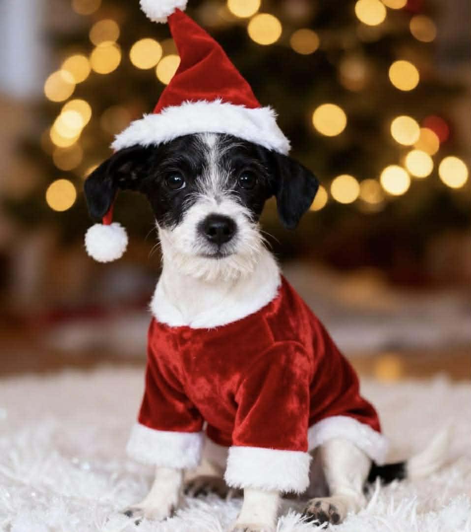 Enlarge True, a Adoptable Mixed Breed in Kenosha, WI image 5/6