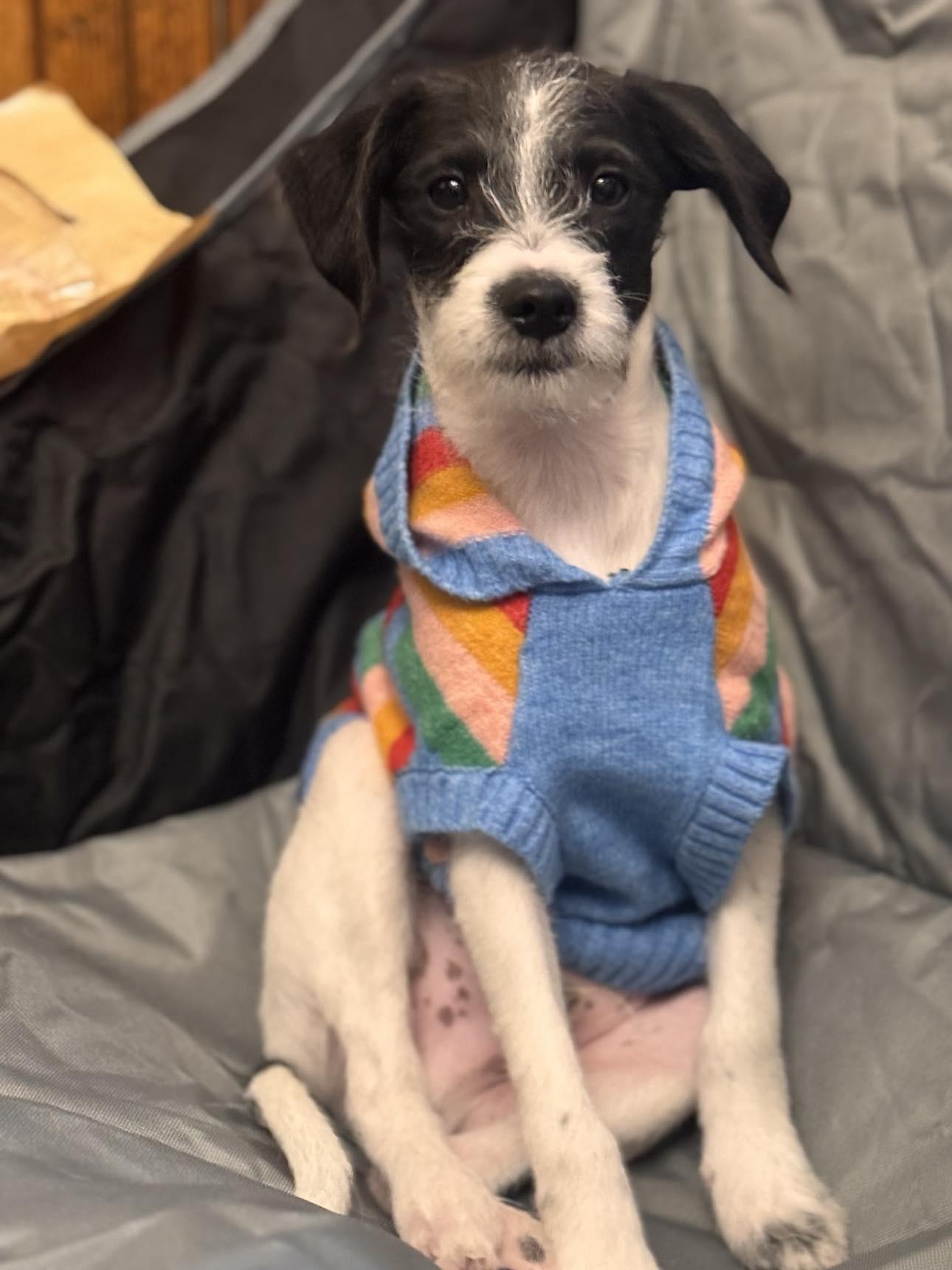 Enlarge True, a Adoptable Mixed Breed in Kenosha, WI image 6/6