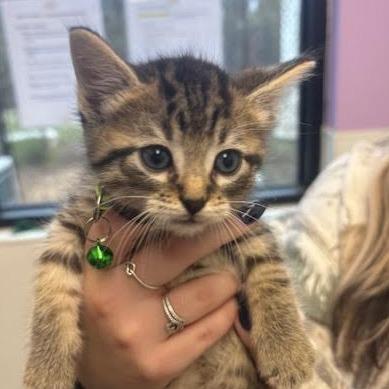 Microwave, Adoptable, Kitten Male Domestic Short Hair.