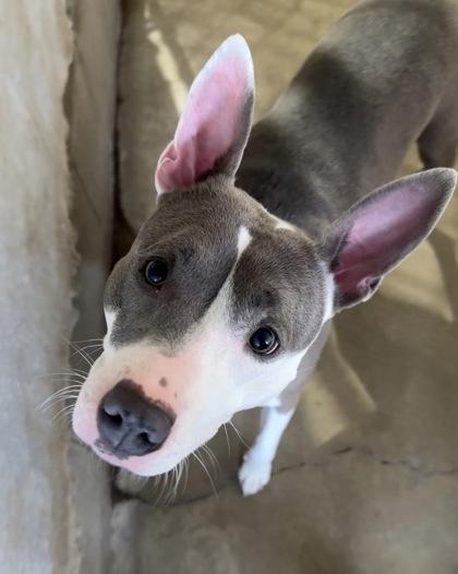 Addison, Adoptable, Adult Female Terrier & Mixed Breed.