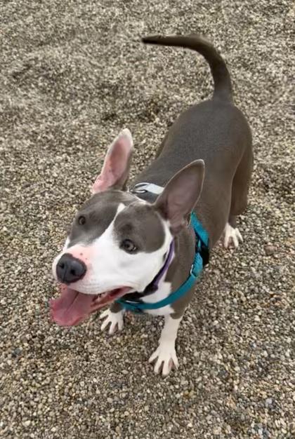 Addison, a Adoptable mixed breed in St. Anne, IL image 2/3