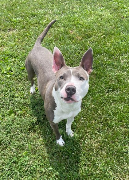 Addison, a Adoptable mixed breed in St. Anne, IL image 3/3