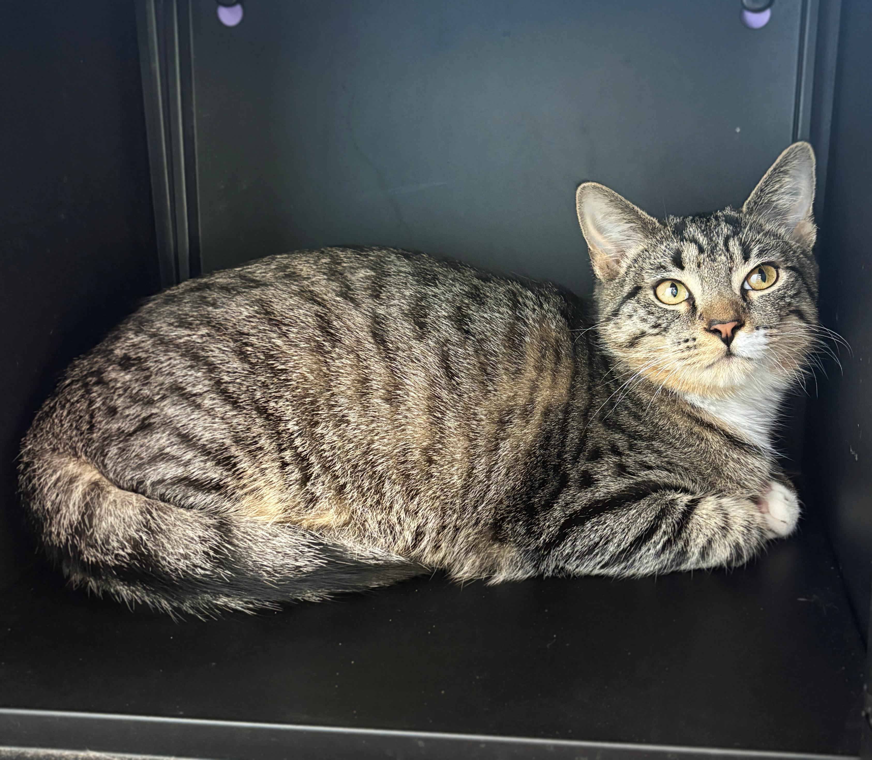 Enlarge Crabgrass, a Adoptable Domestic Short Hair image 1/1