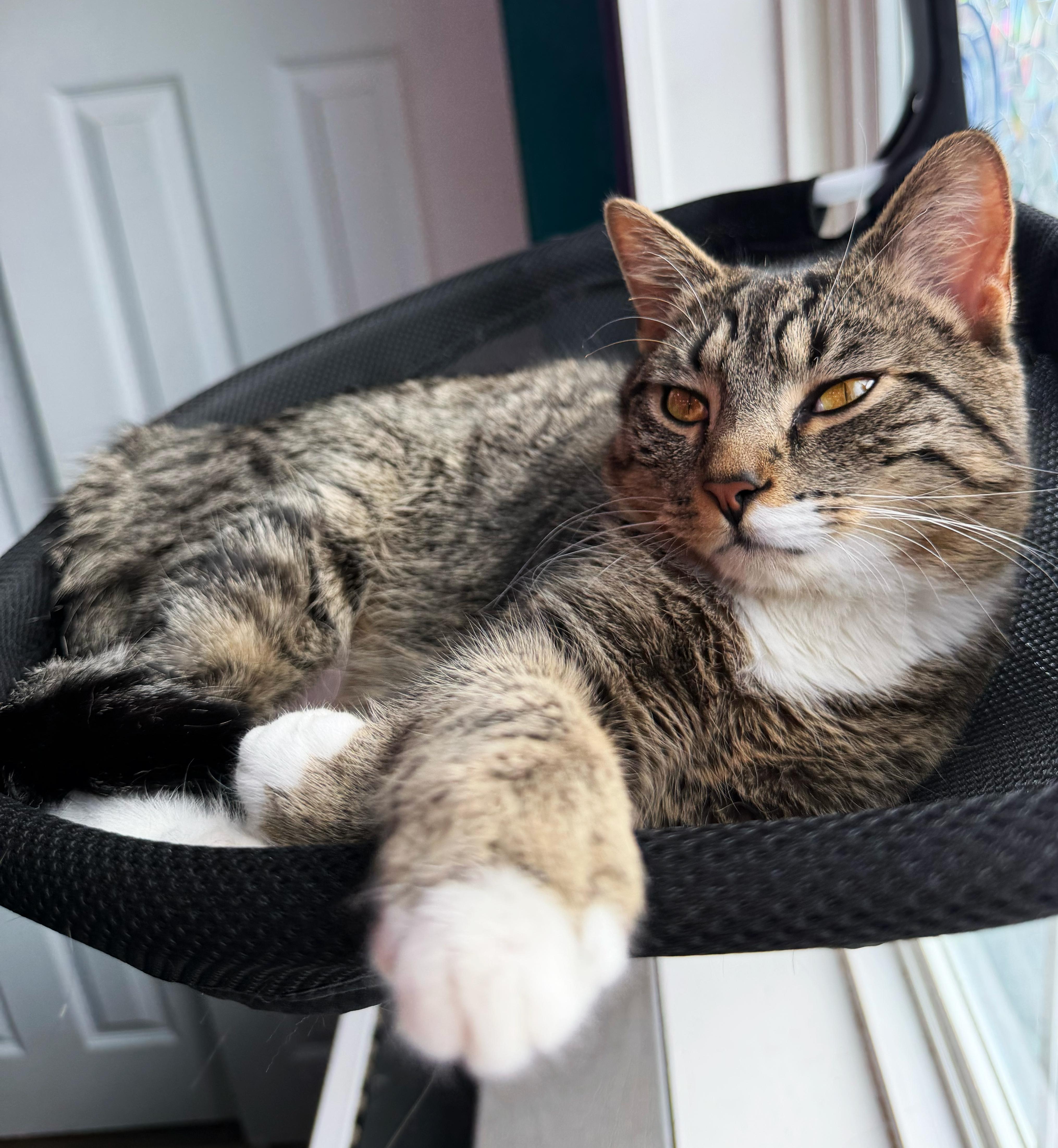 Crabgrass, adoptable, Kitten Male Domestic Short Hair.