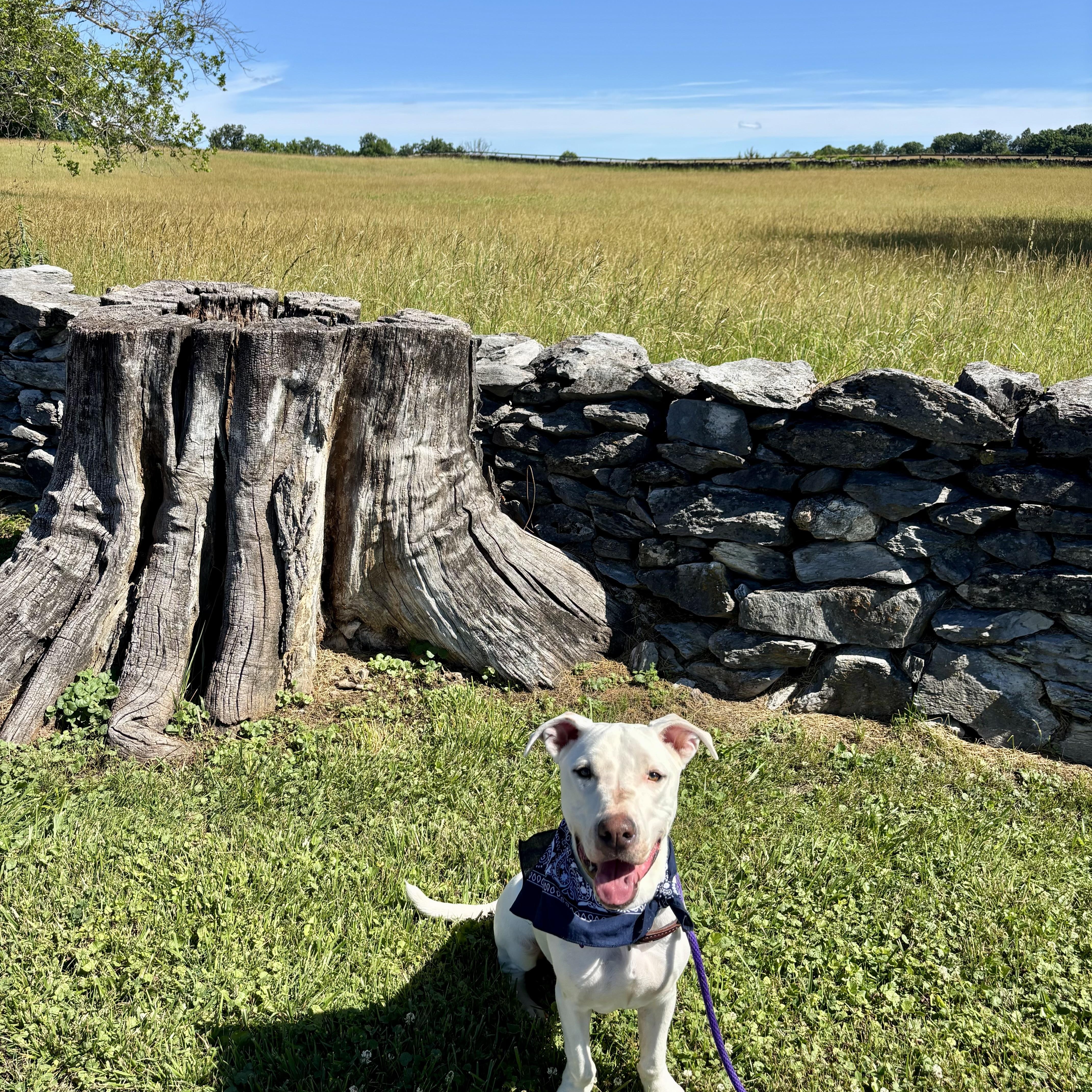 Happy, a ADOPTABLE mixed breed in High View, WV image 4/6