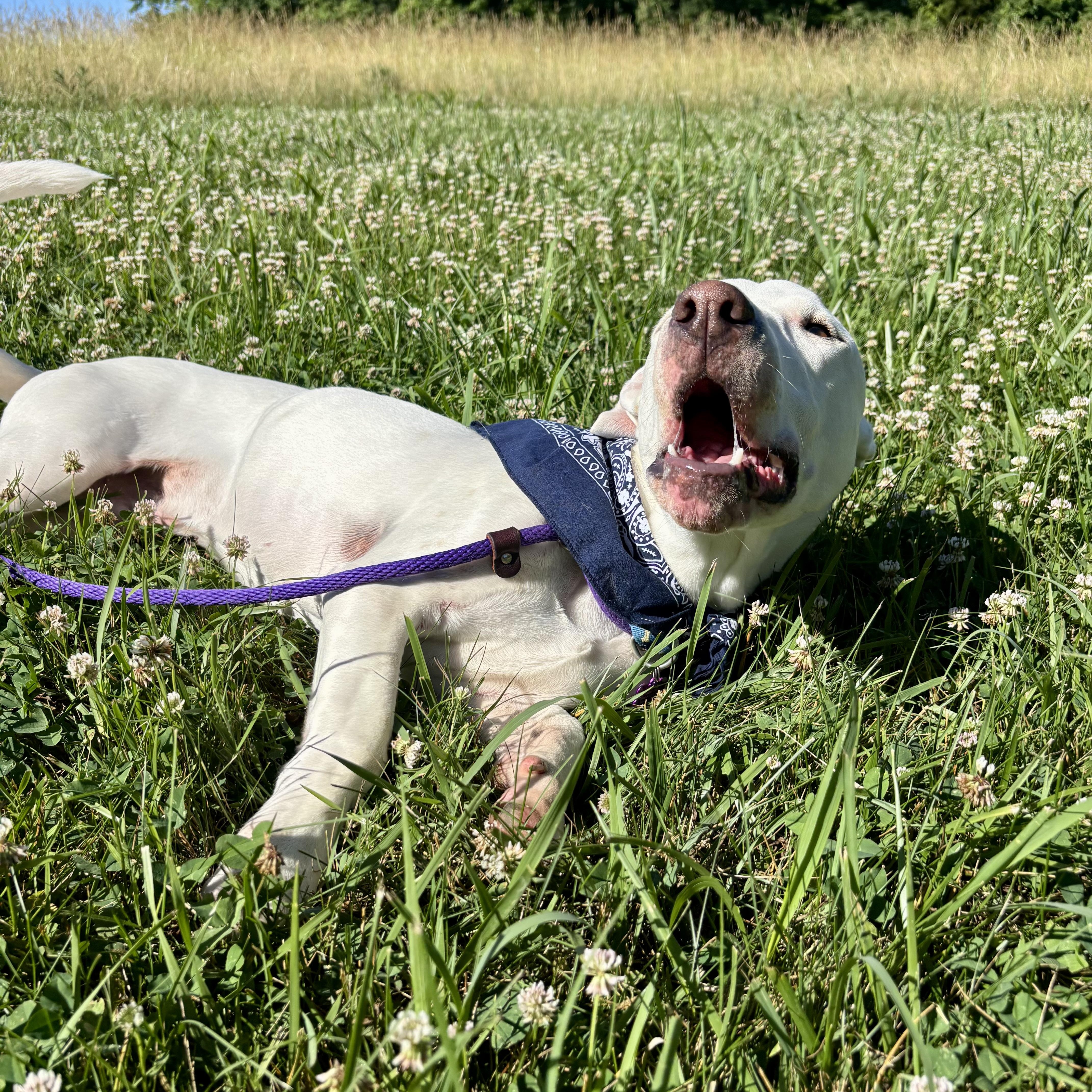 Happy, a ADOPTABLE mixed breed in High View, WV image 6/6