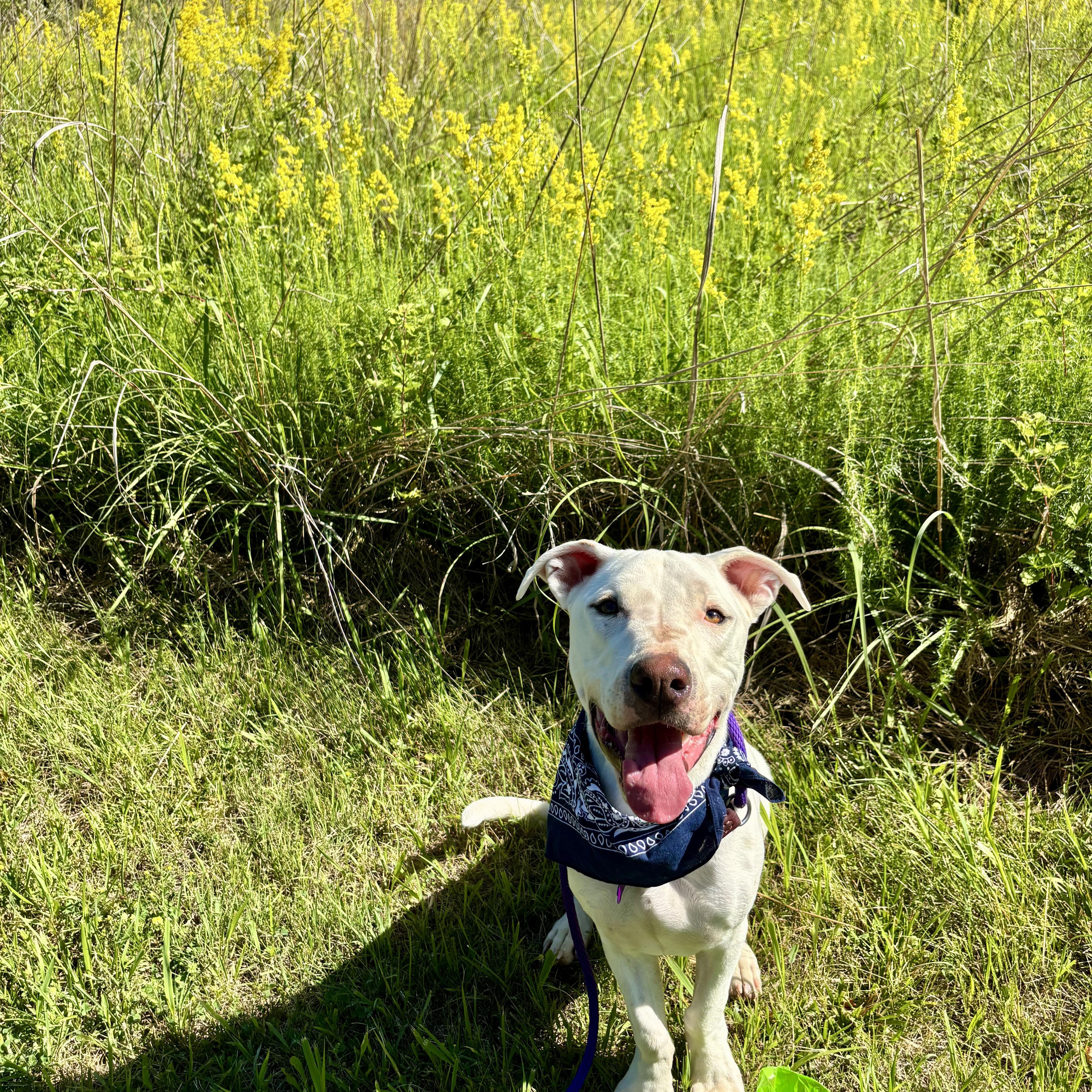 Happy, ADOPTABLE, Young Male Labrador Retriever & Basset Hound.
