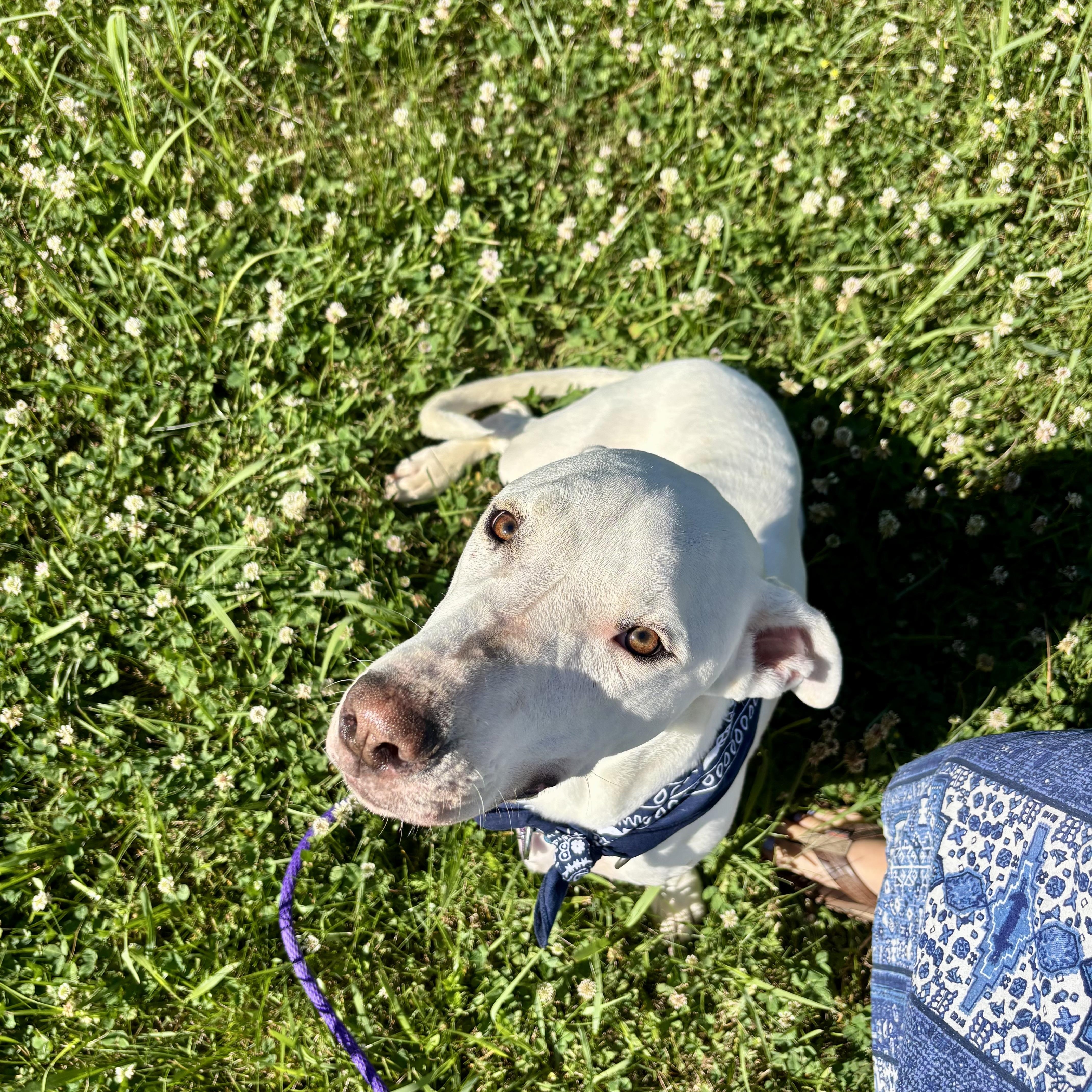Happy, a ADOPTABLE mixed breed in High View, WV image 3/6