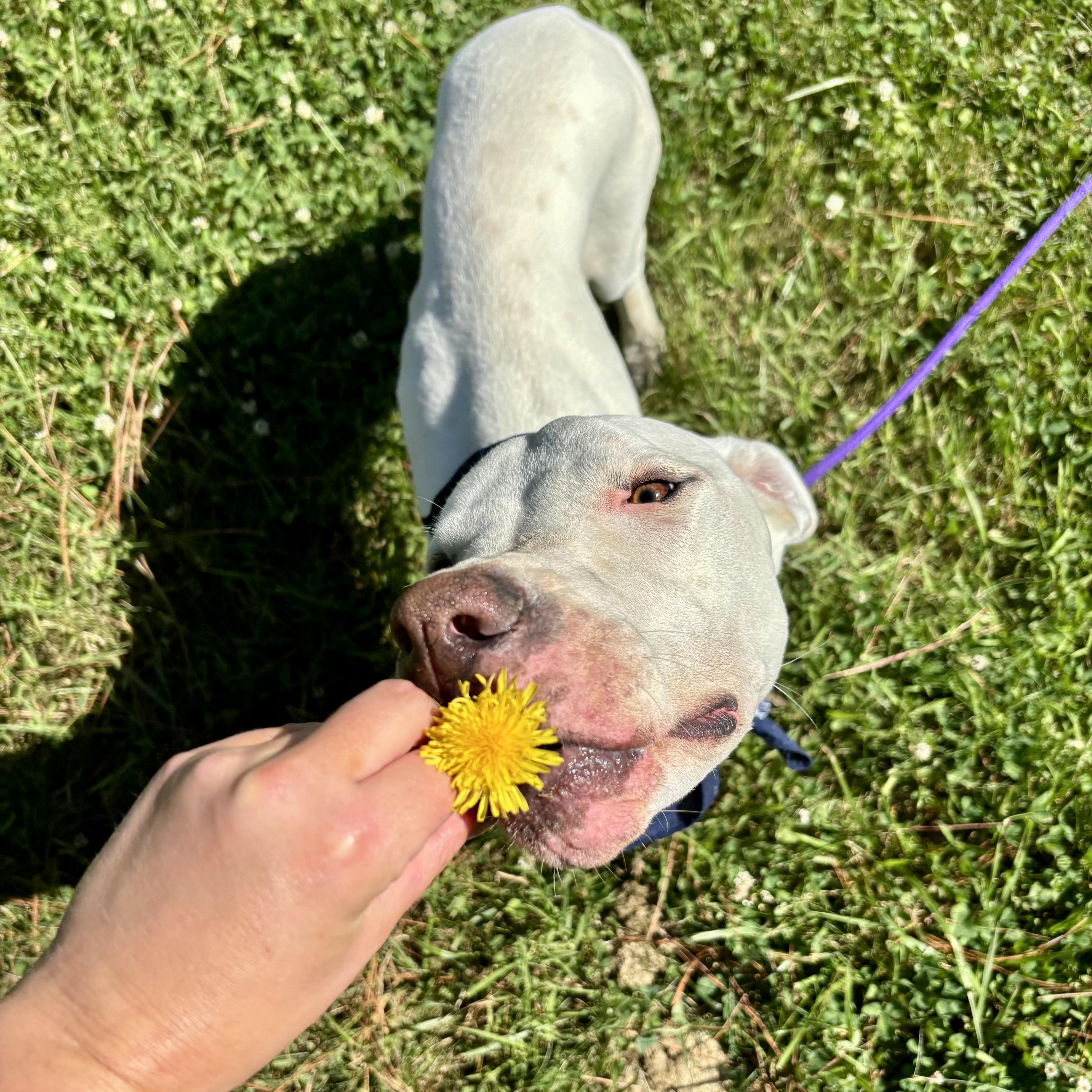 Happy, a ADOPTABLE mixed breed in High View, WV image 5/6