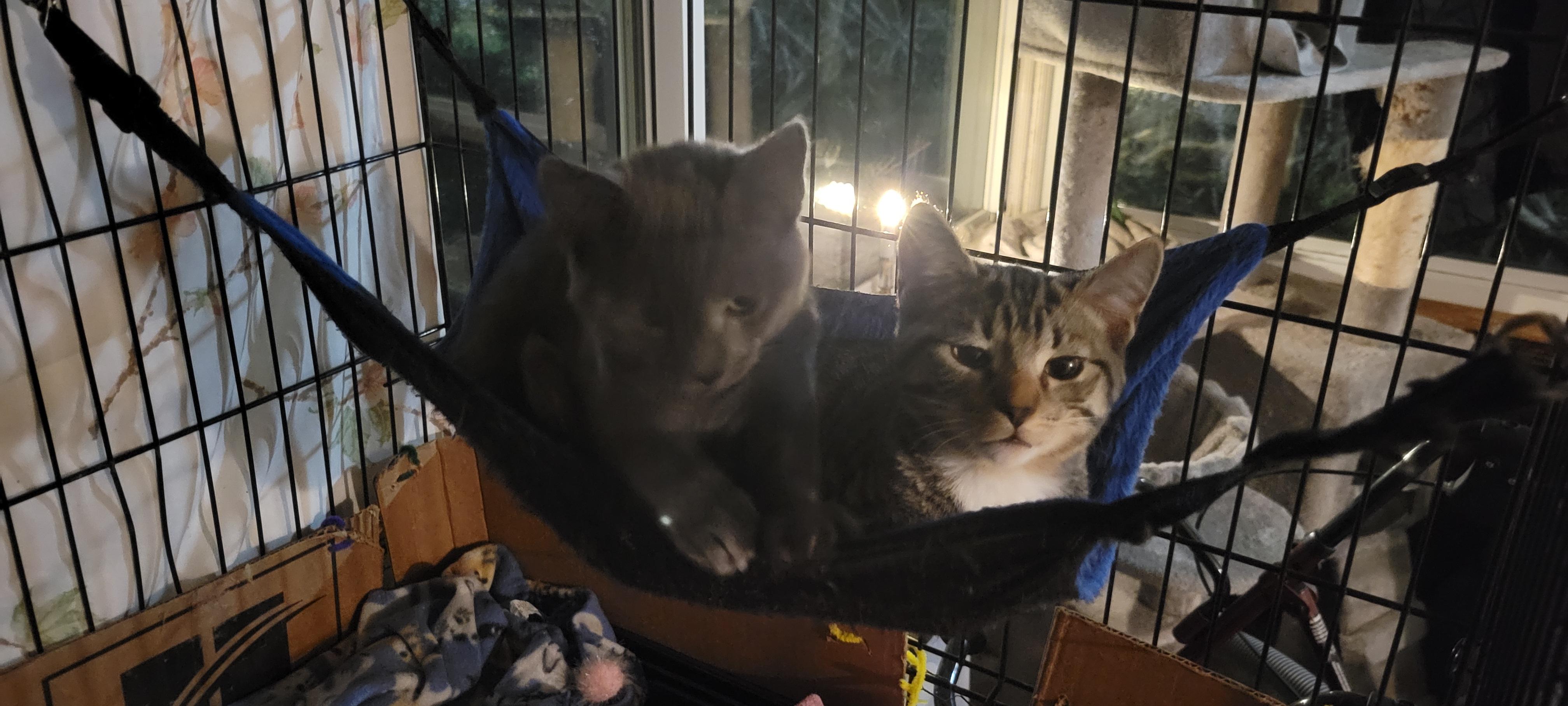 Enlarge Tigris, an adopted mixed breed in Coventry, CT image 1/4