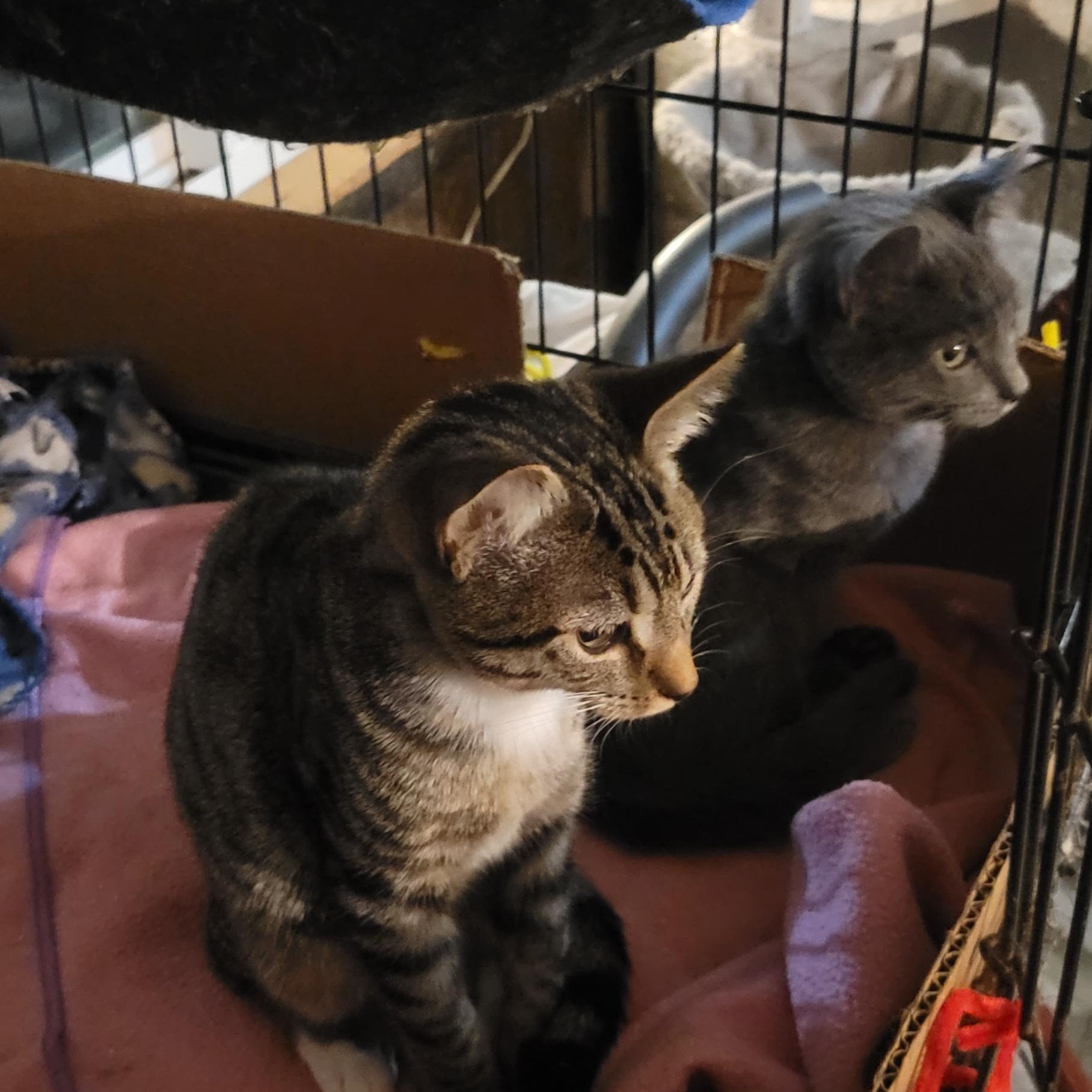 Enlarge Tigris, an adopted mixed breed in Coventry, CT image 2/4