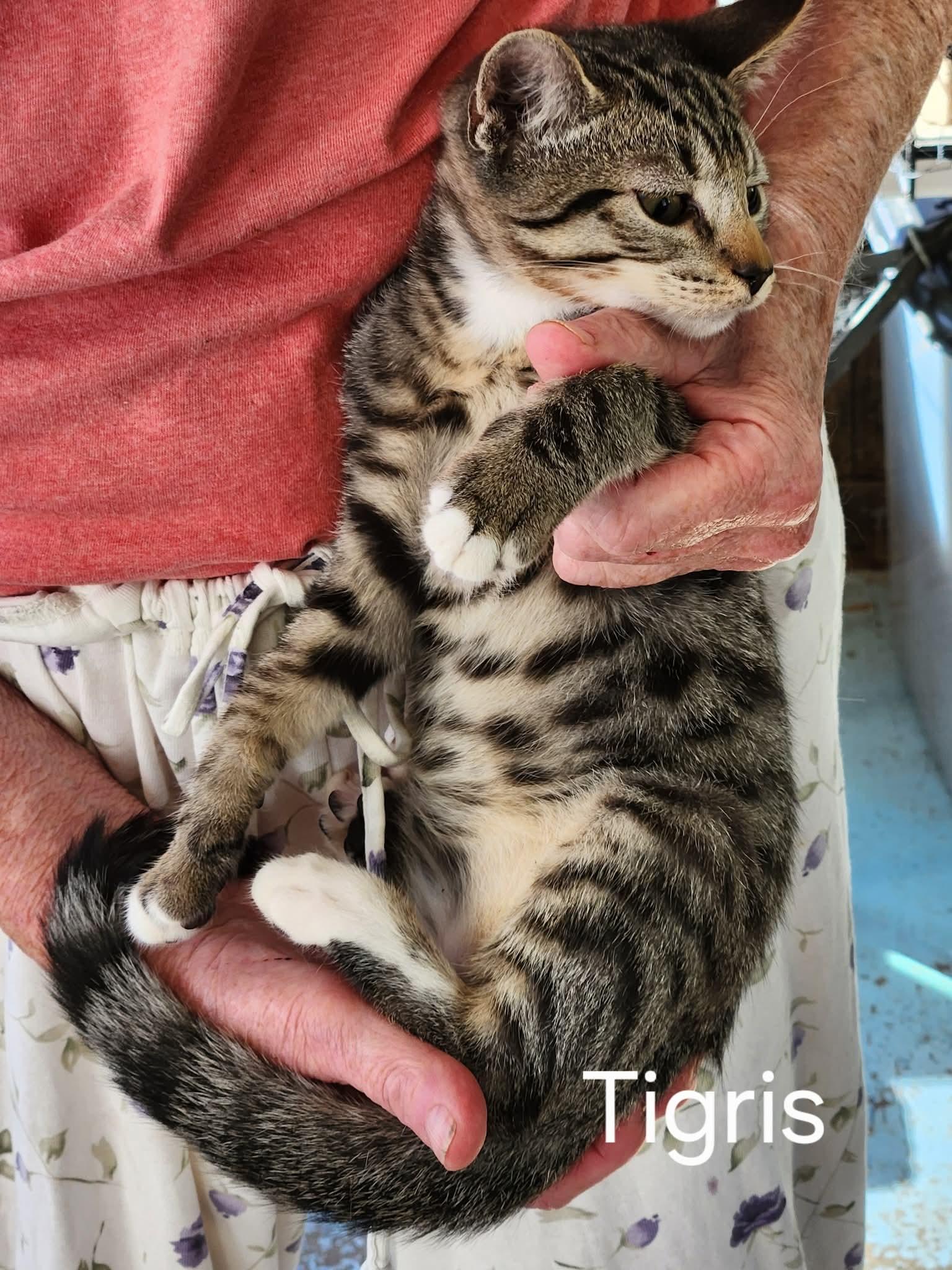 Enlarge Tigris, an adopted mixed breed in Coventry, CT image 3/4