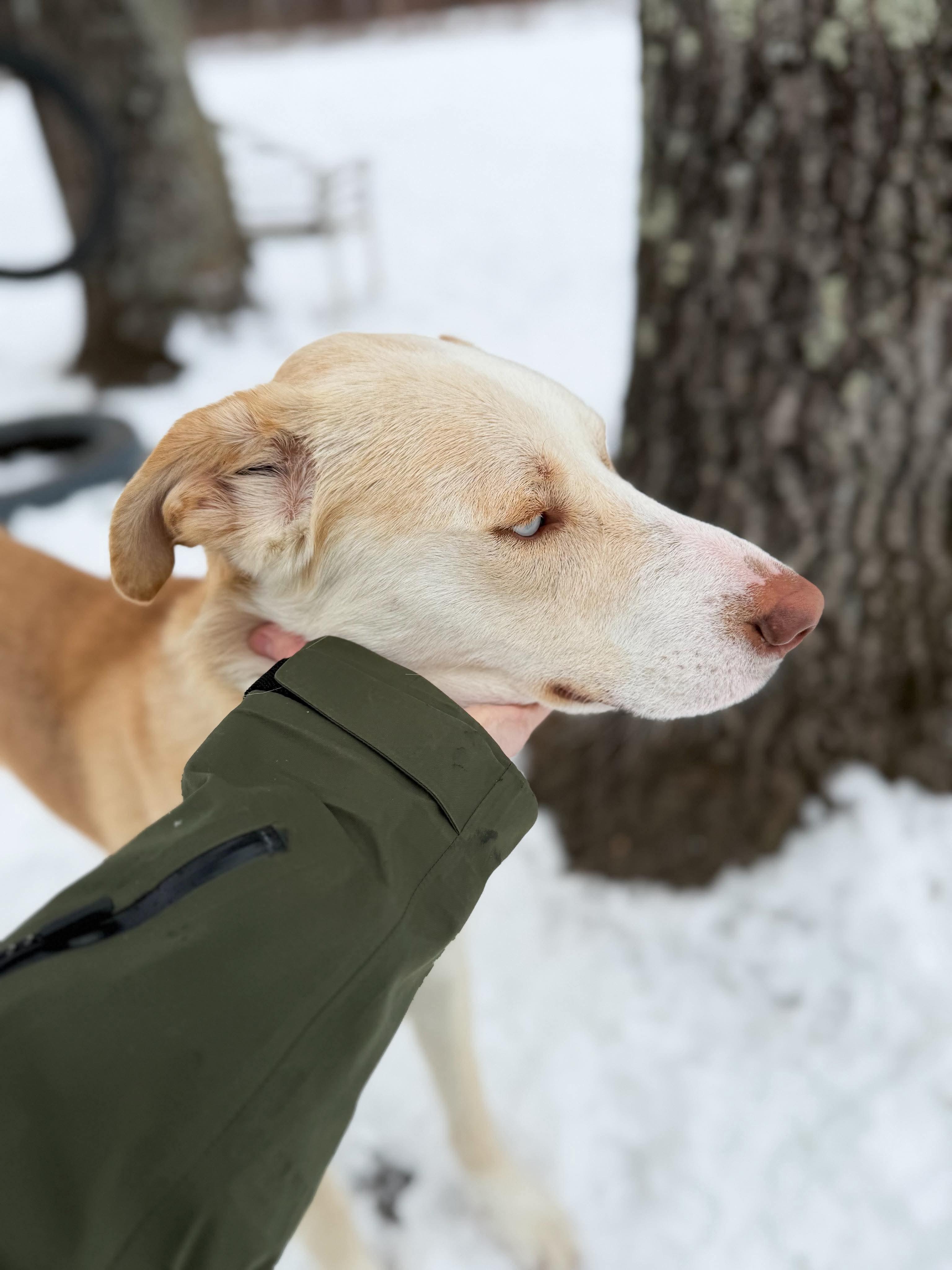 Enlarge Bo , a Adoptable mixed breed in Argyle, NY image 3/6