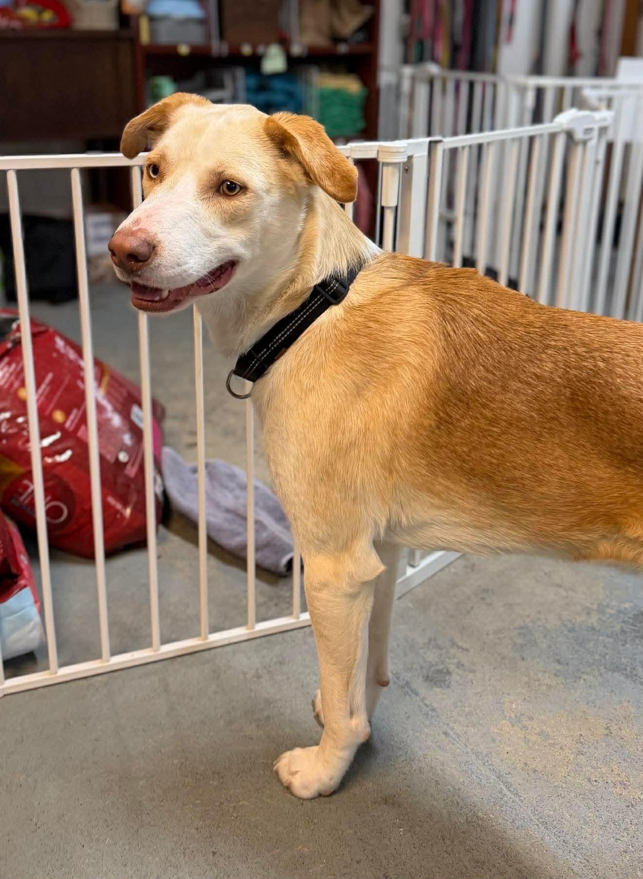 Enlarge Bo , a Adoptable mixed breed in Argyle, NY image 5/6