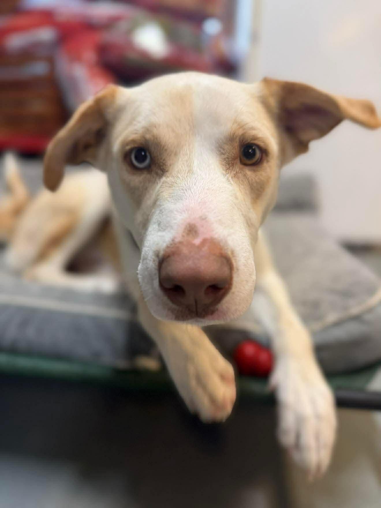 Enlarge Bo , a Adoptable mixed breed in Argyle, NY image 6/6