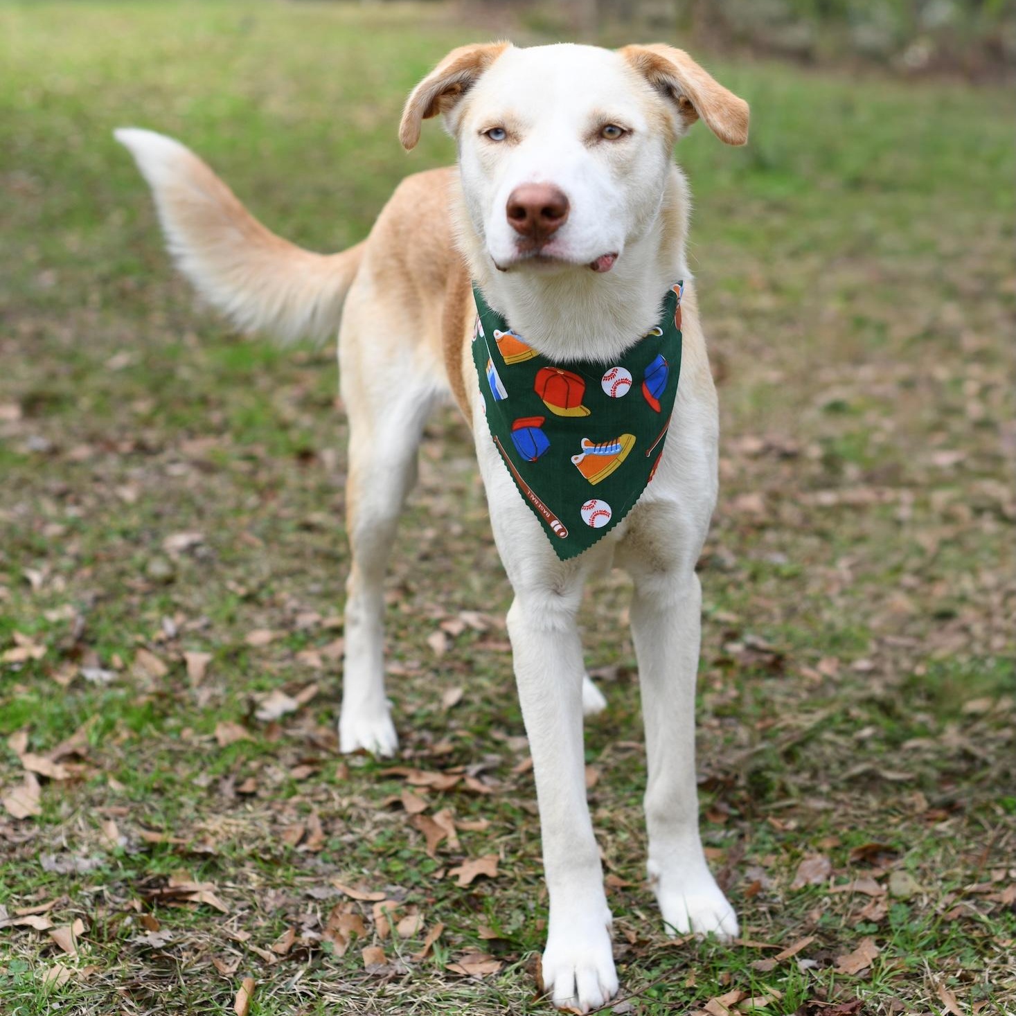 Enlarge Bo , a Adoptable mixed breed in Argyle, NY image 2/6