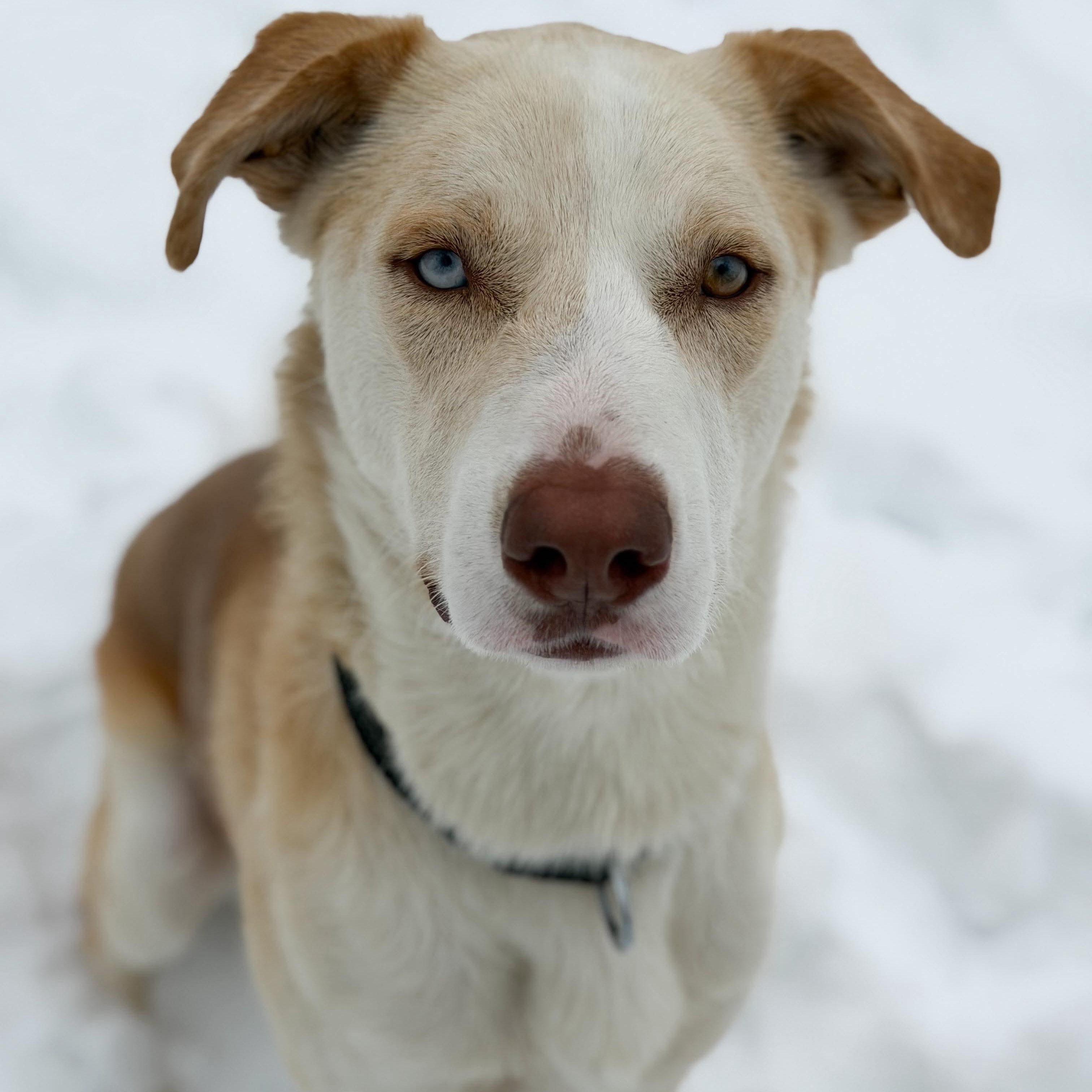 Bo , Adoptable, Young Male Bulldog & Husky.