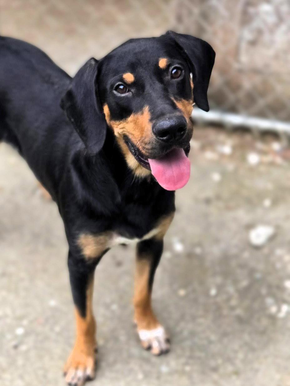 Jackson, Adoptable, Young Male Mixed Breed.