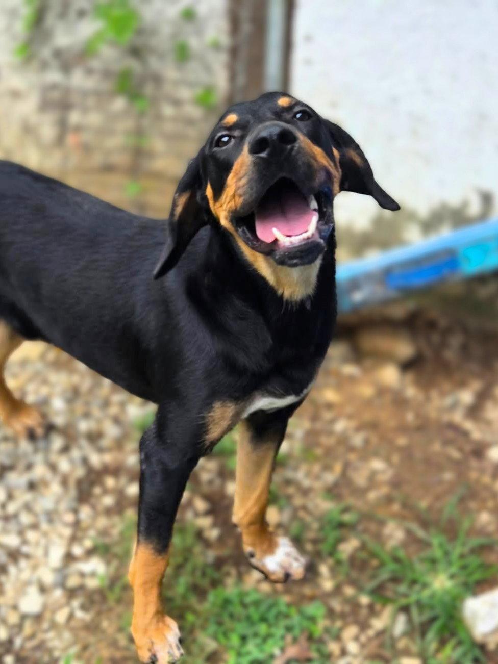 Enlarge Jackson, a Adoptable Mixed Breed in Chatsworth, GA image 2/2