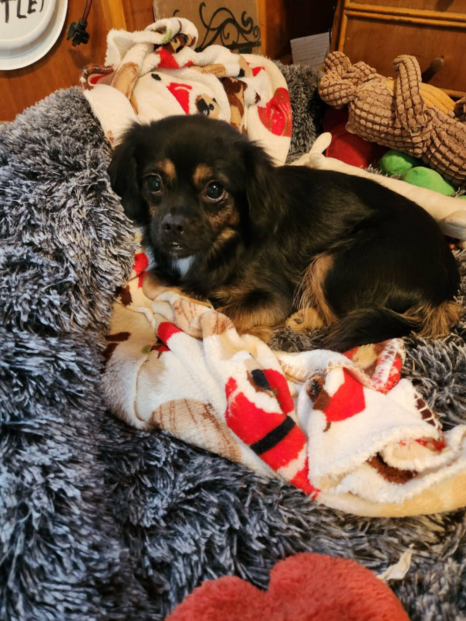 Turkey (Bella), ADOPTABLE, Adult Female Pekingese.