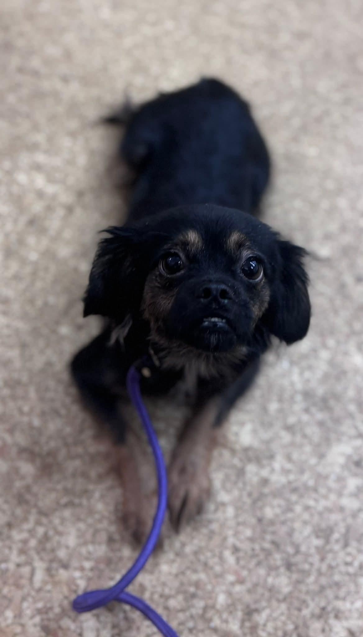 Enlarge Turkey (Bella), a ADOPTABLE mixed breed in O Fallon, IL image 2/4