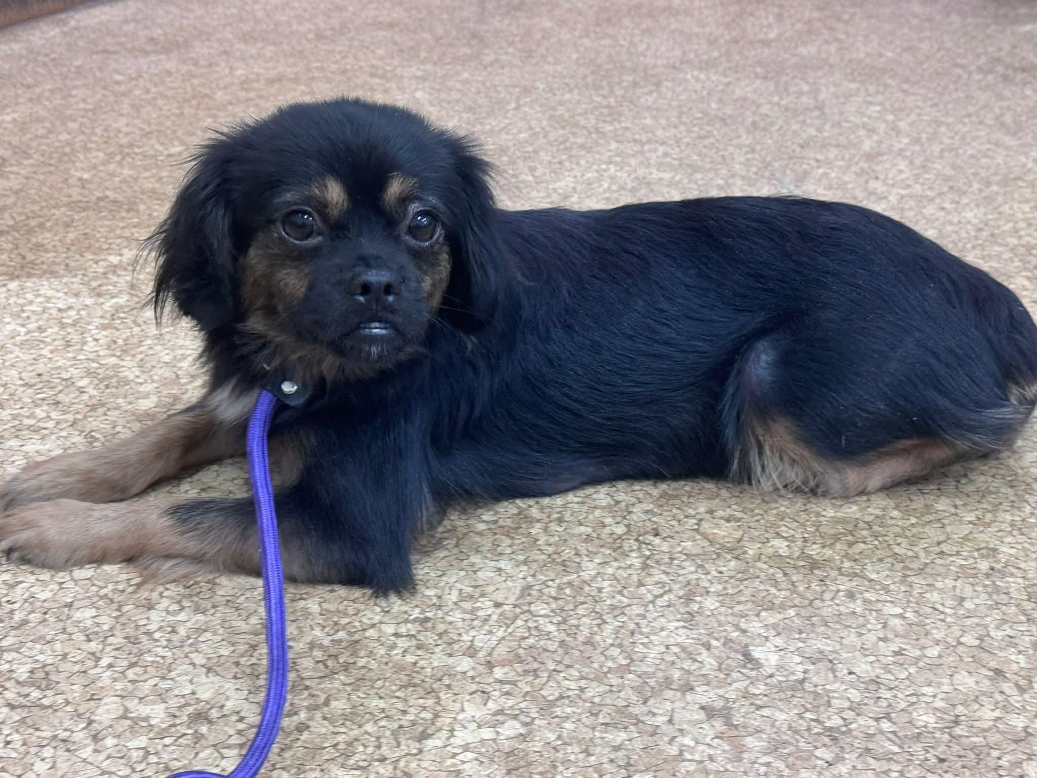 Enlarge Turkey (Bella), a ADOPTABLE mixed breed in O Fallon, IL image 3/4