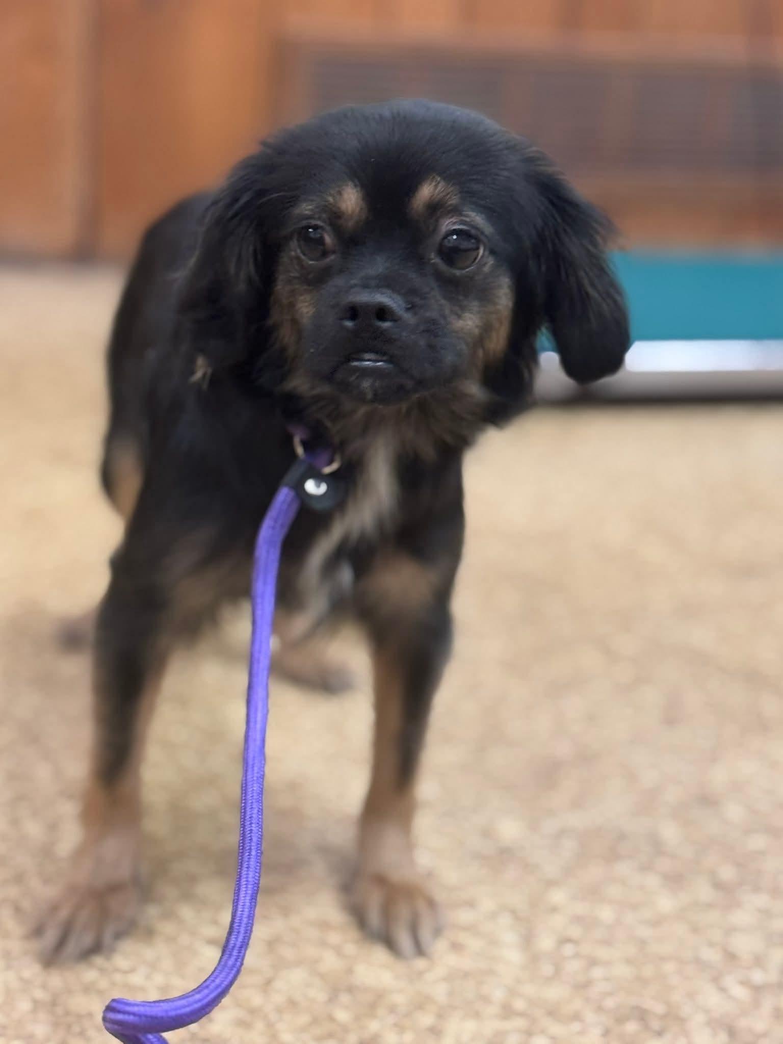 Enlarge Turkey (Bella), a ADOPTABLE mixed breed in O Fallon, IL image 4/4