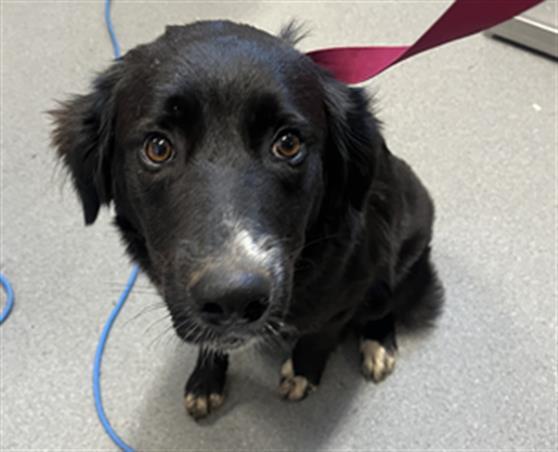 Enlarge DOT, a Adoptable Border Collie in Olivehurst, CA image 1/1