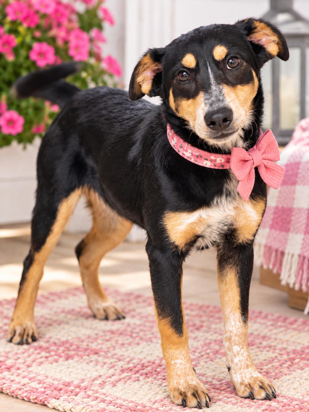 Enlarge VERA, a Adoptable mixed breed in Mount Laurel, NJ image 2/3