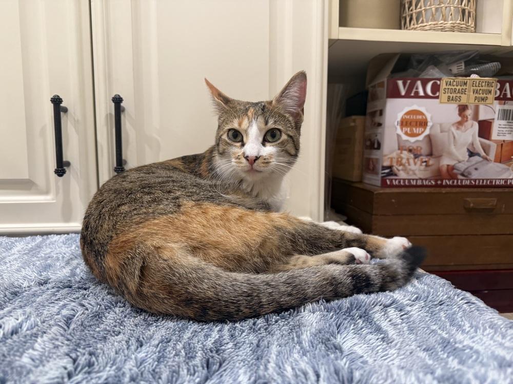 Enlarge Maui, a Adopted Domestic Short Hair in Saint Augustine, FL image 4/6