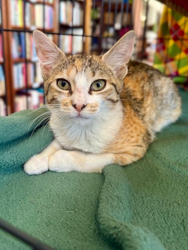 Enlarge Maui, a Adopted Domestic Short Hair in Saint Augustine, FL image 5/6