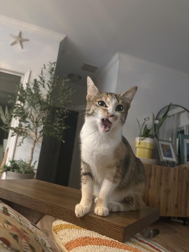 Enlarge Maui, a Adopted Domestic Short Hair in Saint Augustine, FL image 6/6