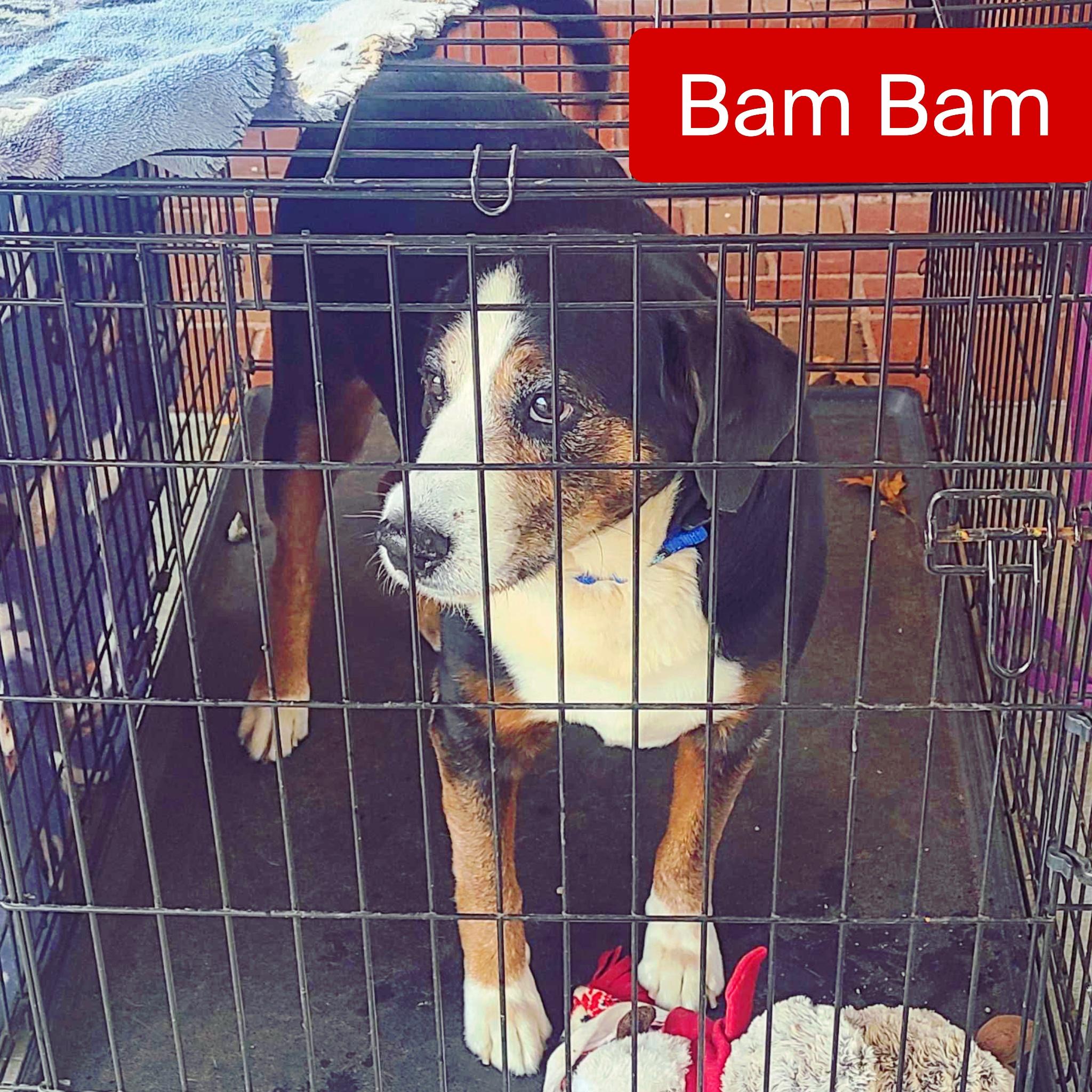 Bam Bam, a Adoptable mixed breed image 2/3