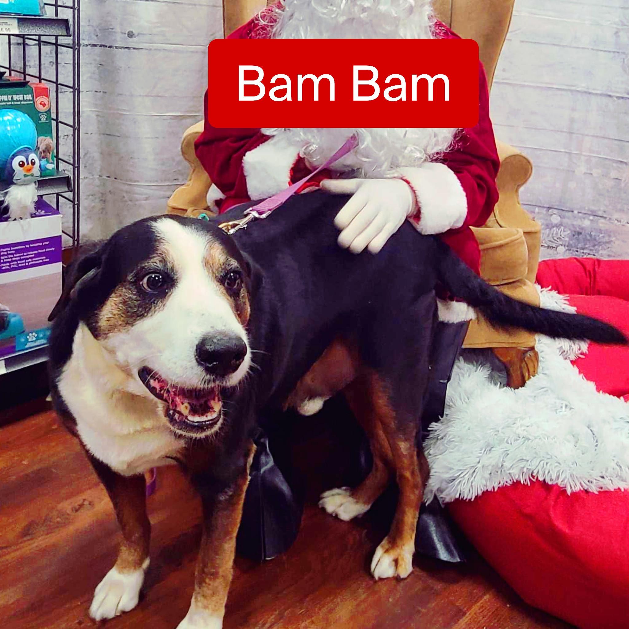 Bam Bam, a Adoptable mixed breed image 1/3
