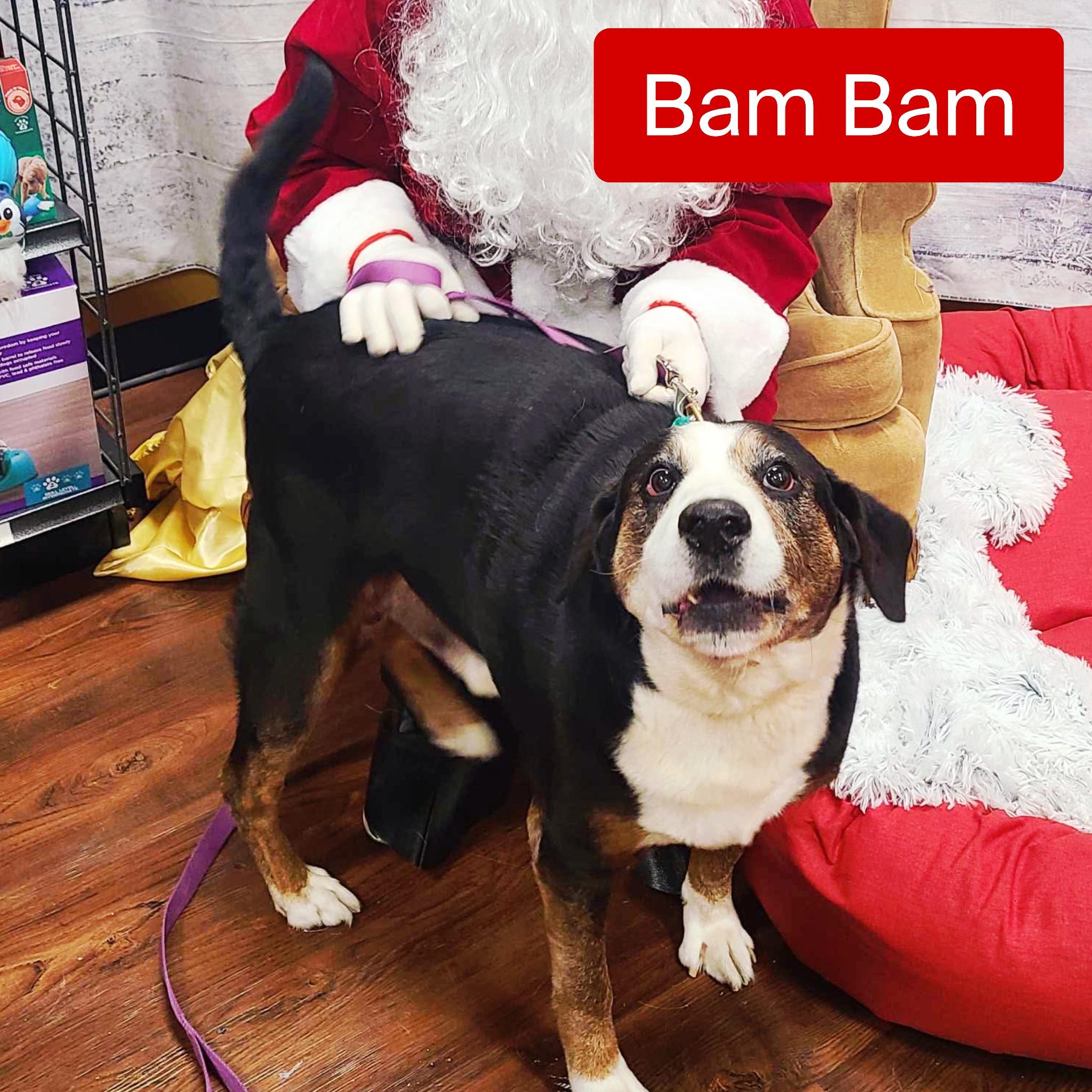 Bam Bam, a Adoptable mixed breed image 3/3