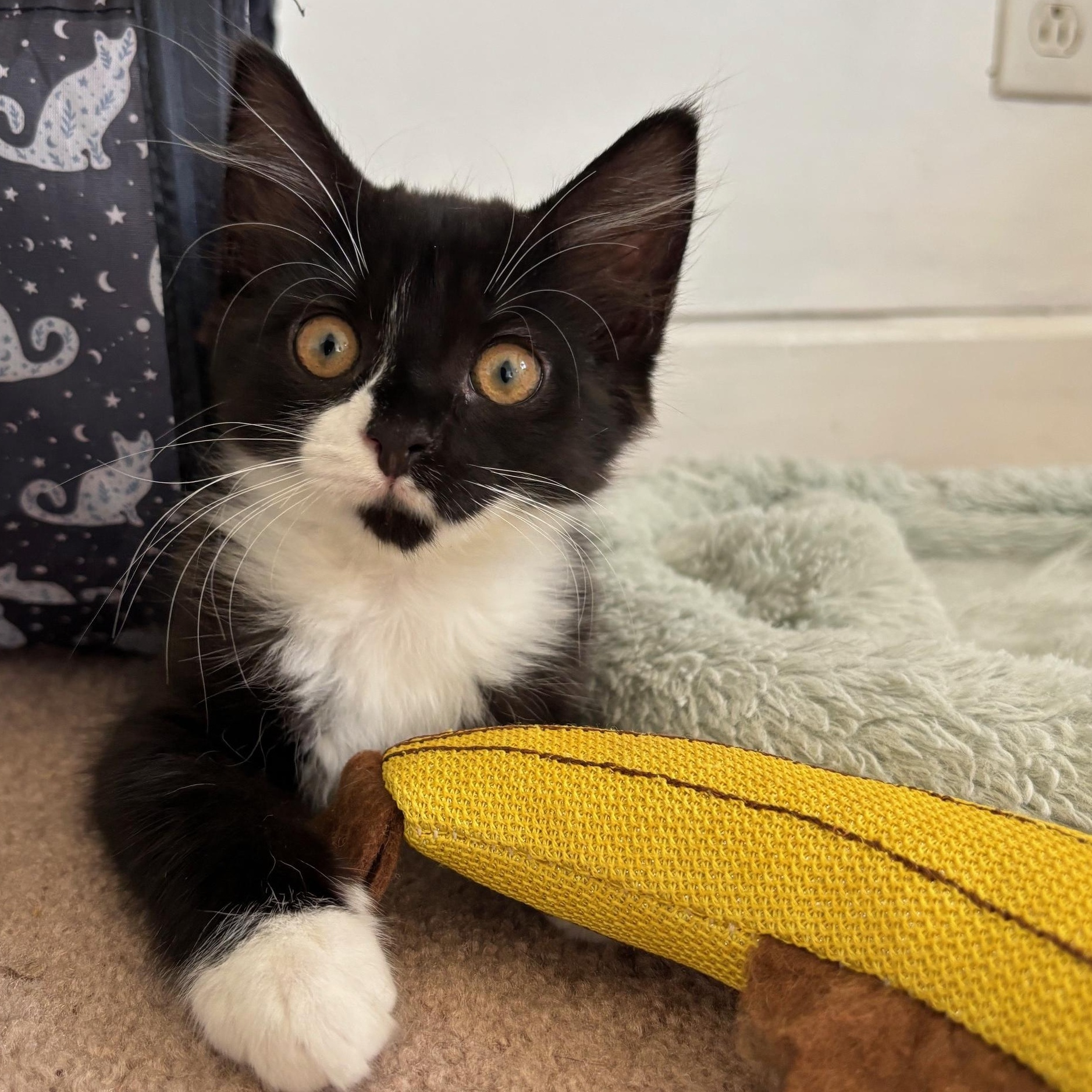 Zayka, Baby Female unknown