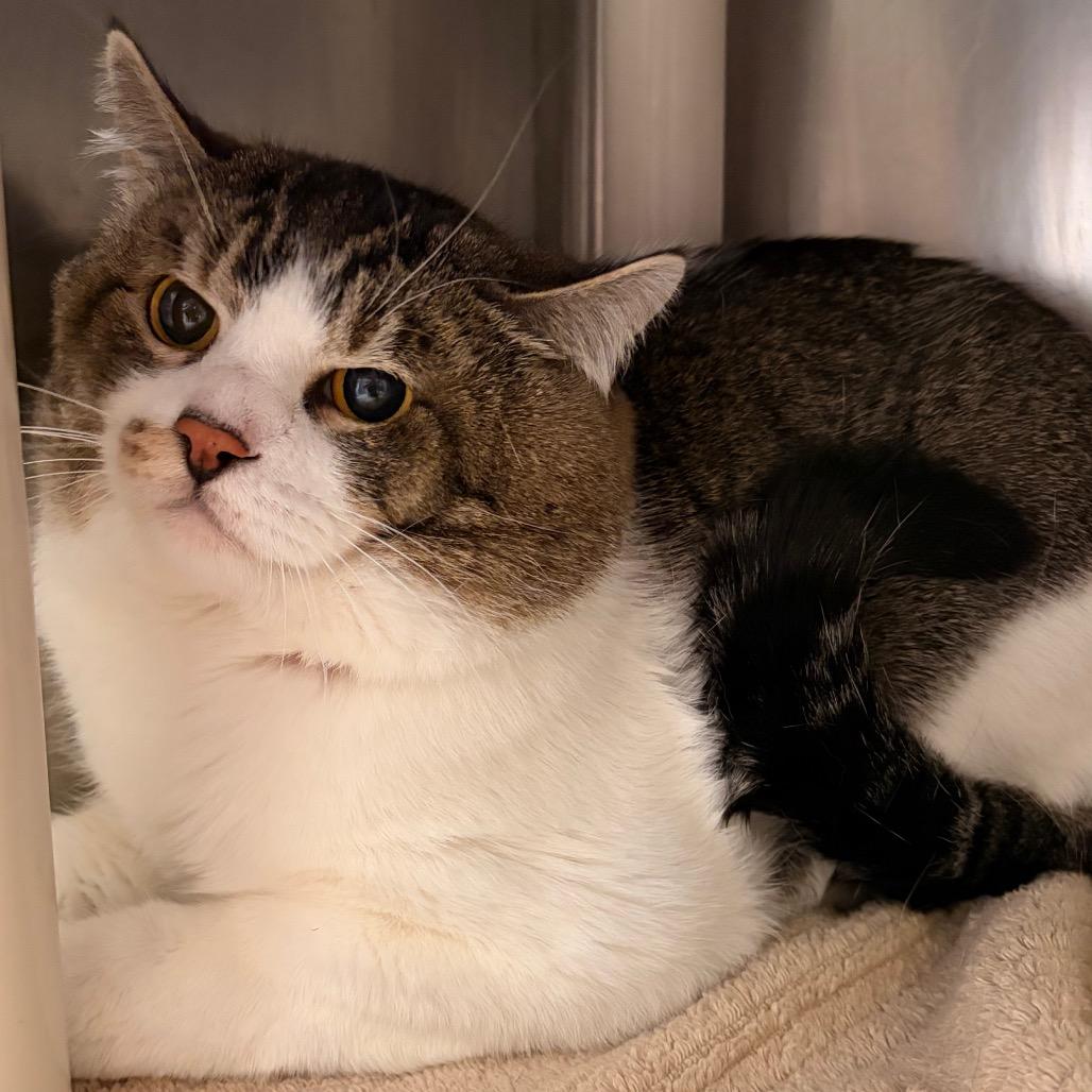 Geoffrey, Adoptable, Adult Male Domestic Short Hair.