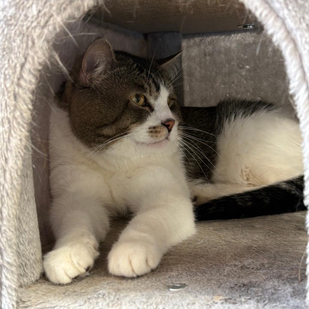 Enlarge Geoffrey, a Adoptable Domestic Short Hair in Murray, UT image 2/2