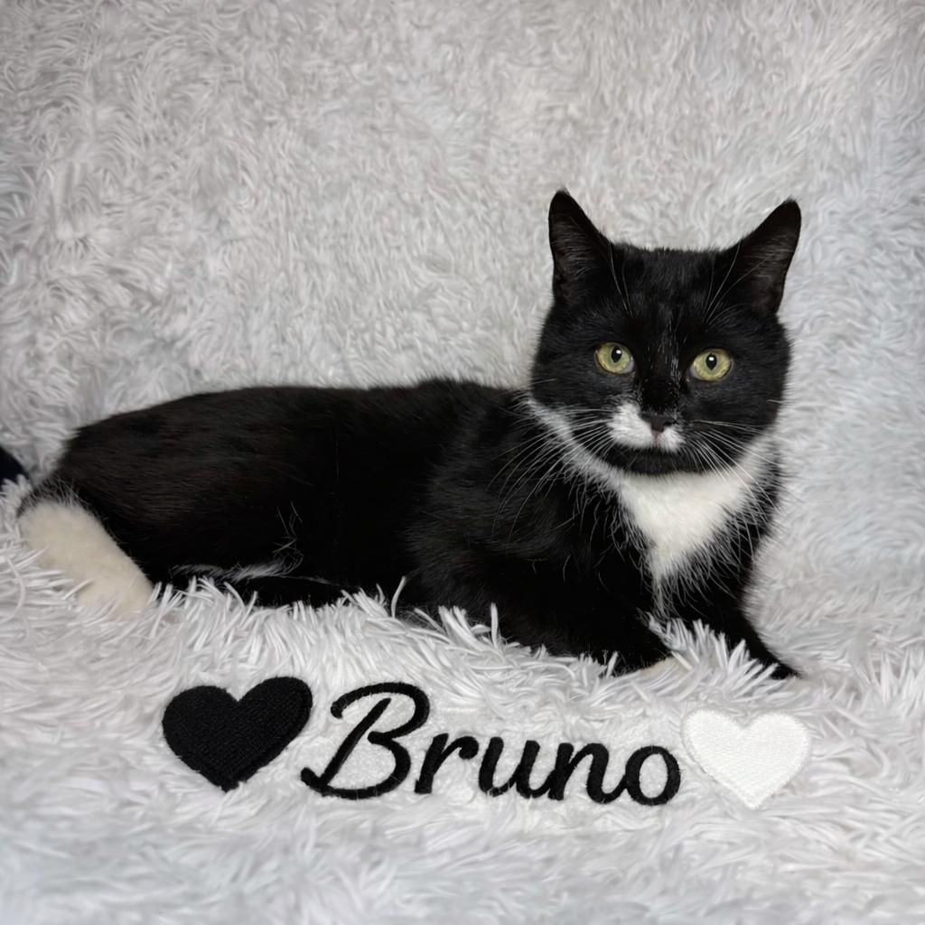 Enlarge Bruno, an adopted Tuxedo in Copley, OH image 1/2