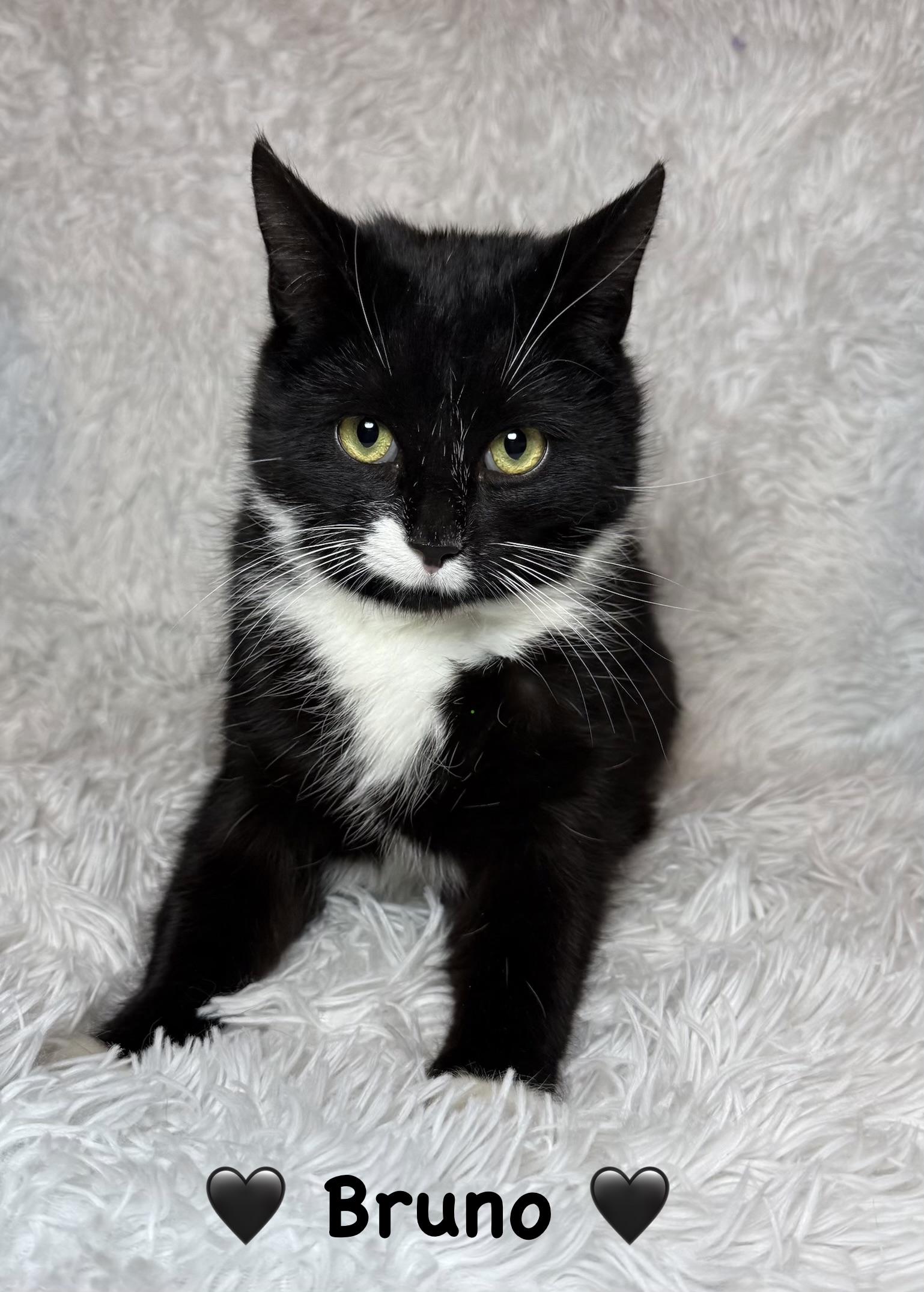 Enlarge Bruno, an adopted Tuxedo in Copley, OH image 2/2