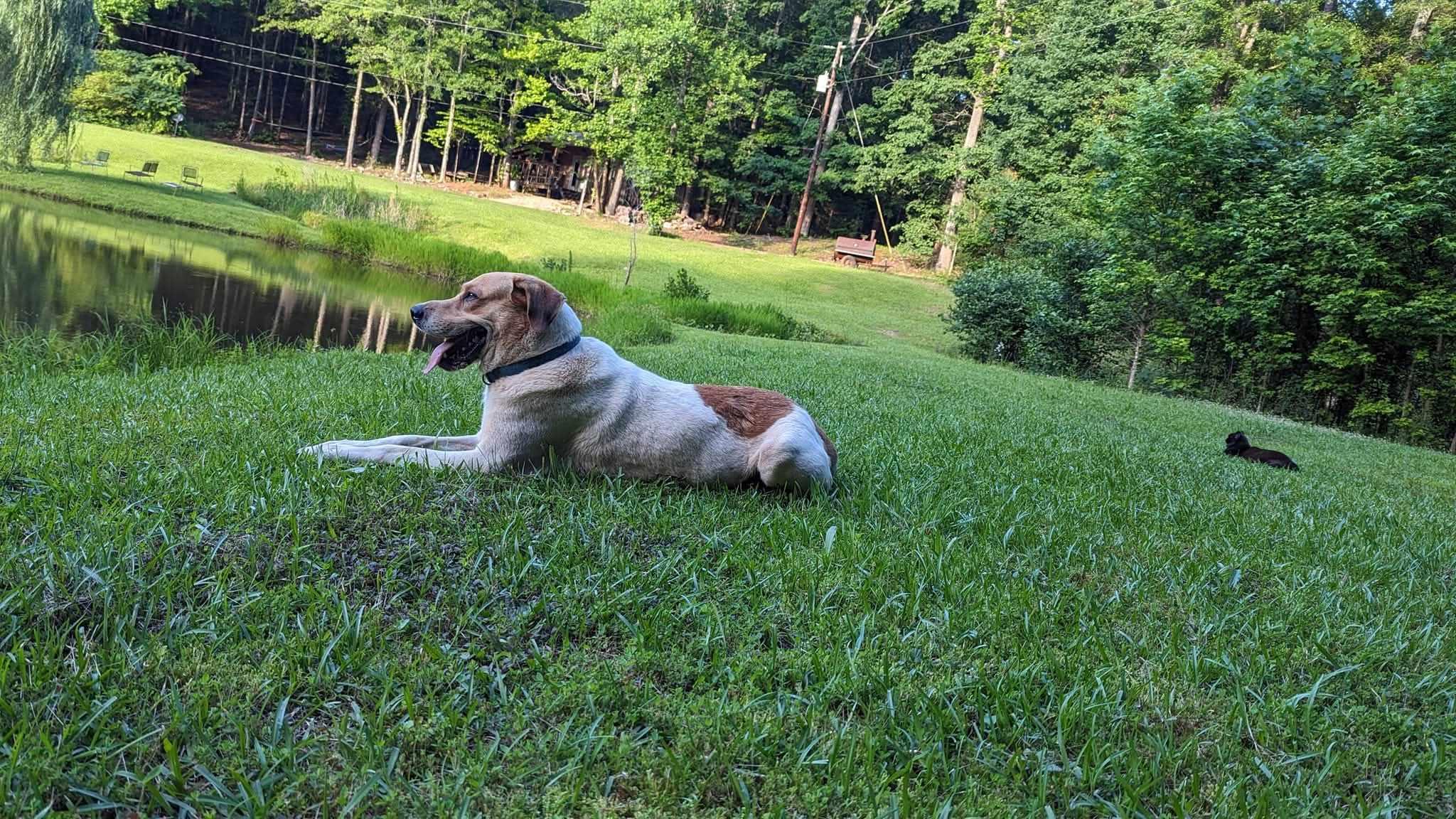Sweet Boy, adopted, Senior Male Great Pyrenees.